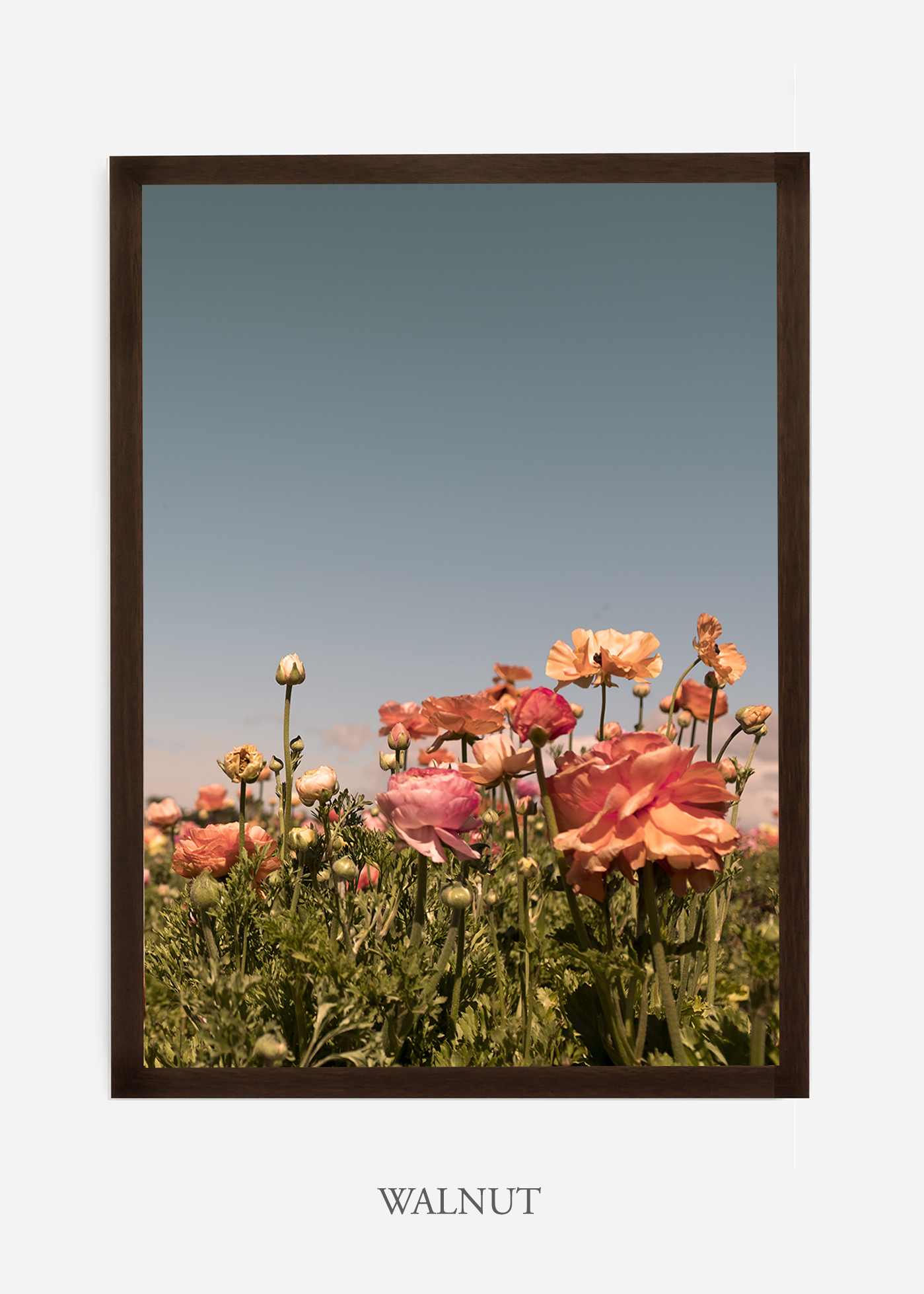 NoMat-Dark_Walnut-Frame-Floral-No-1-Wilder-California-Art-Floral-Home-decor-Prints-Dahlia-Botanical-Artwork-Interior-design.jpg