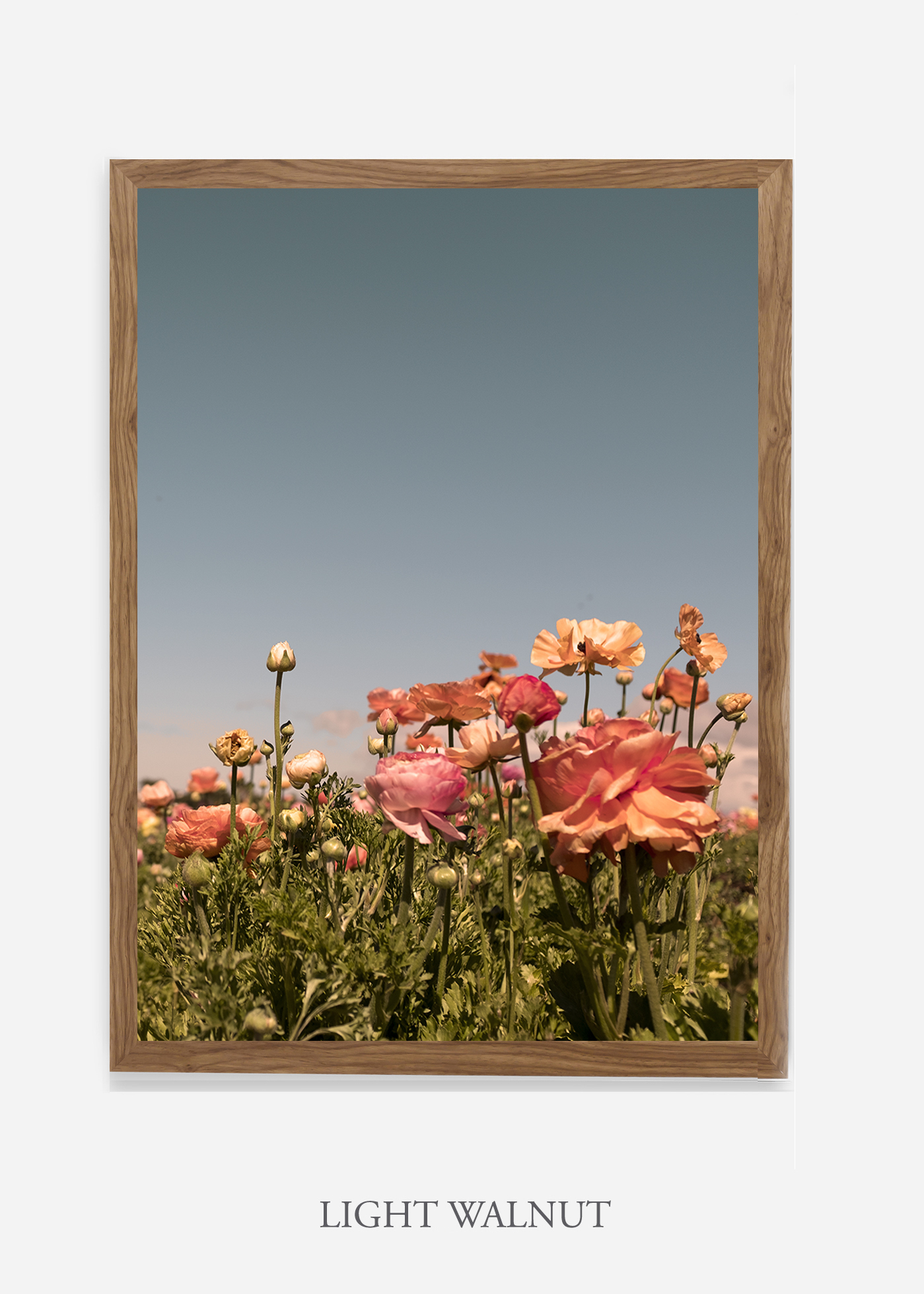 NoMat-Light-Walnut-Frame-Floral-No-1-Wilder-California-Art-Floral-Home-decor-Prints-Dahlia-Botanical-Artwork-Interior-design.jpg