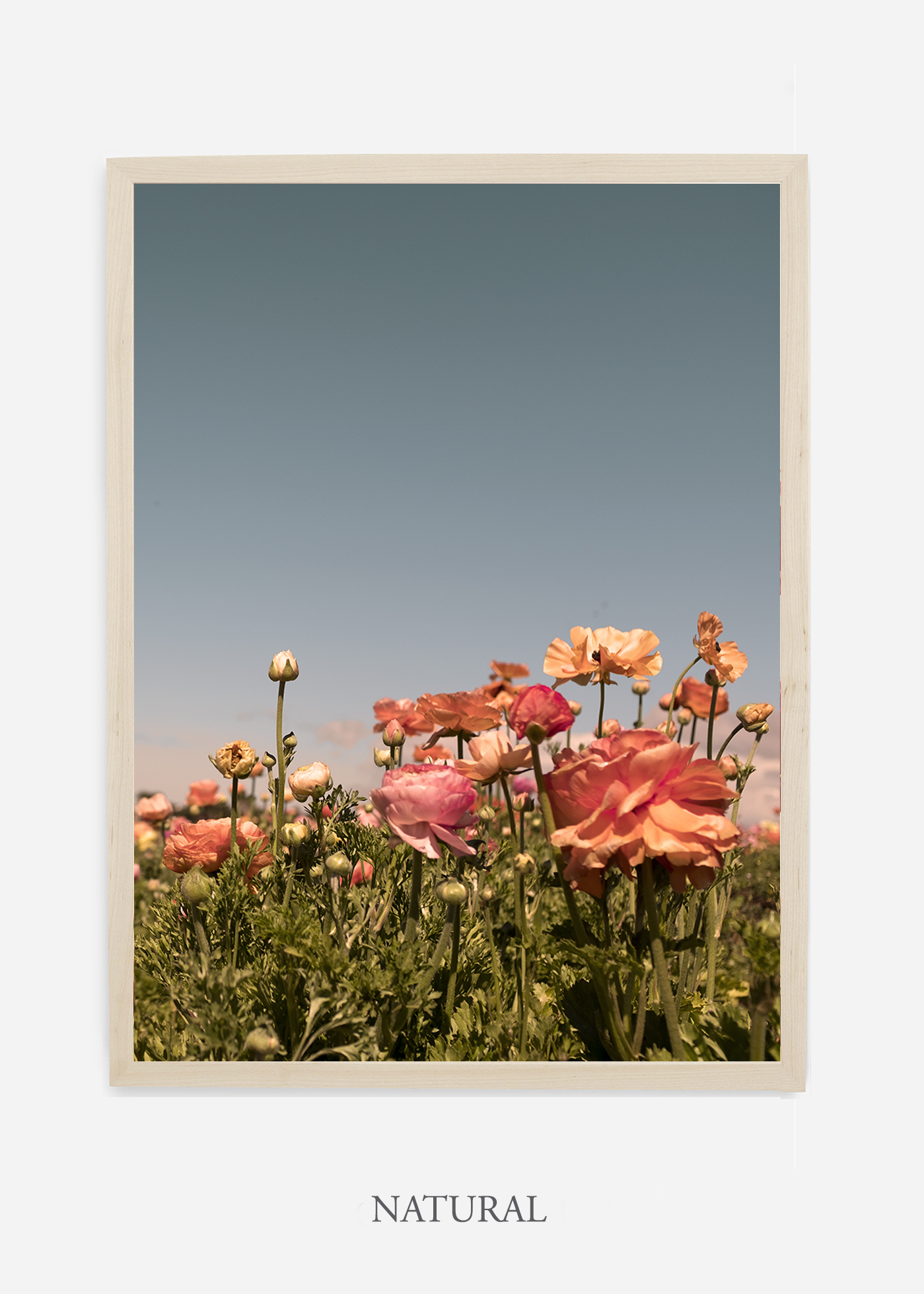 NoMat-Natural-Frame-Floral-No-1-Wilder-California-Art-Floral-Home-decor-Prints-Dahlia-Botanical-Artwork-Interior-design.jpg