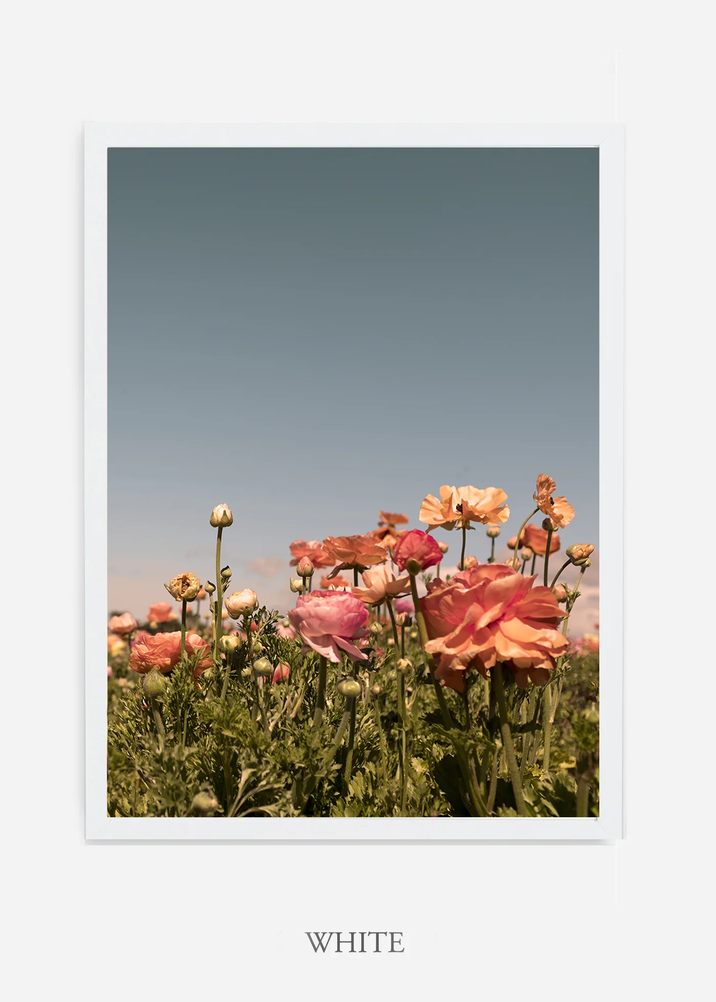 wilder-california-flora-pastel-botanical-wall-decor.jpg