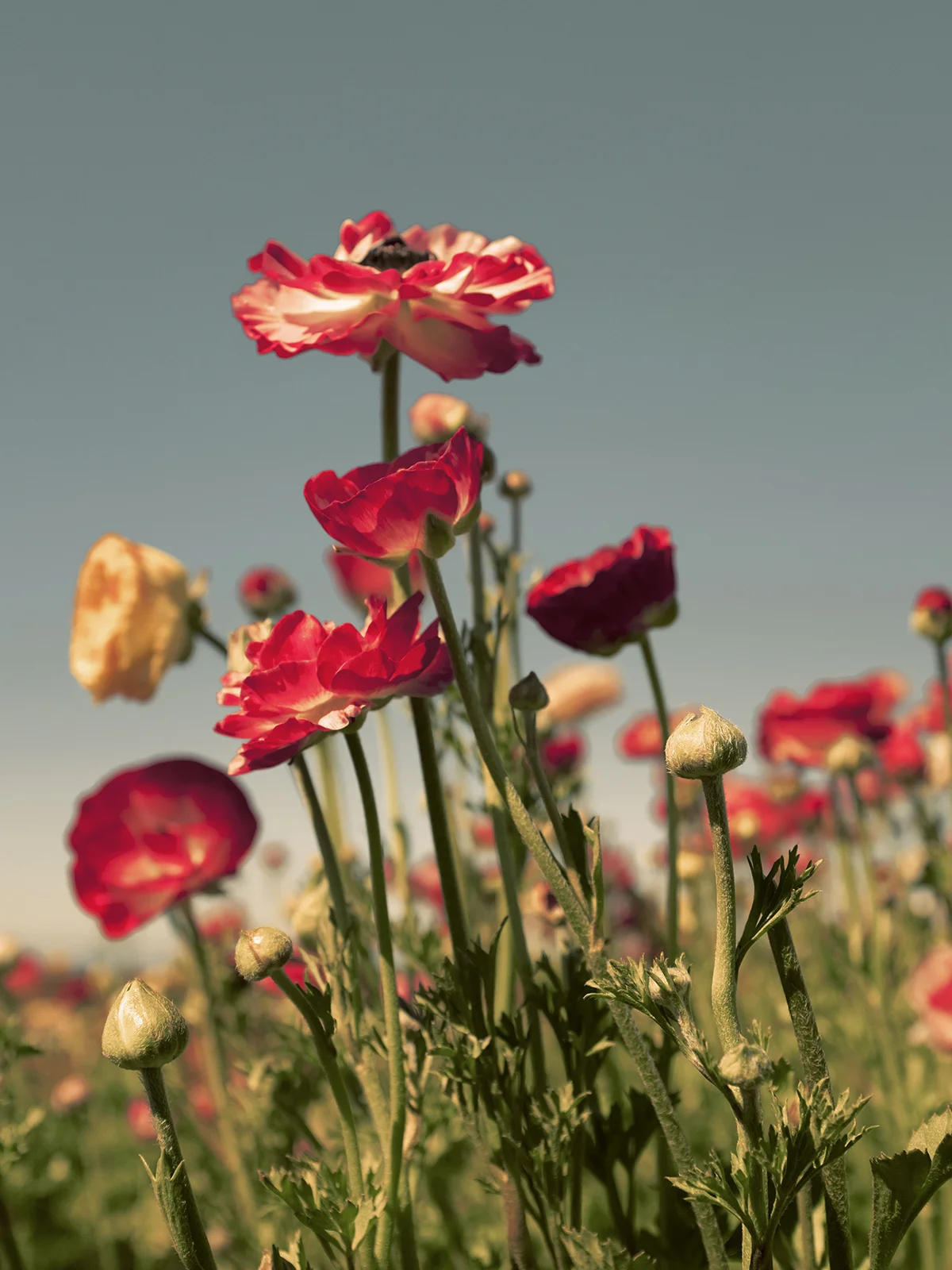 wilder-california-flora-pastel-botanical-wall-decor.jpg