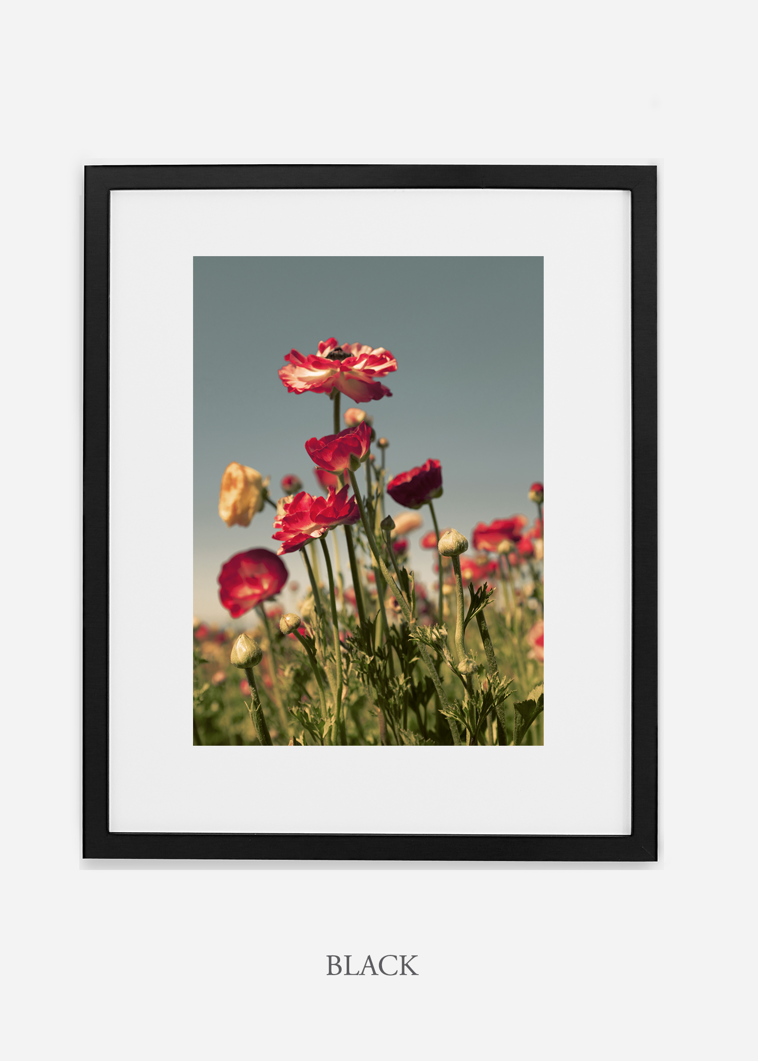 wilder-california-flora-pastel-botanical-wall-decor.jpg