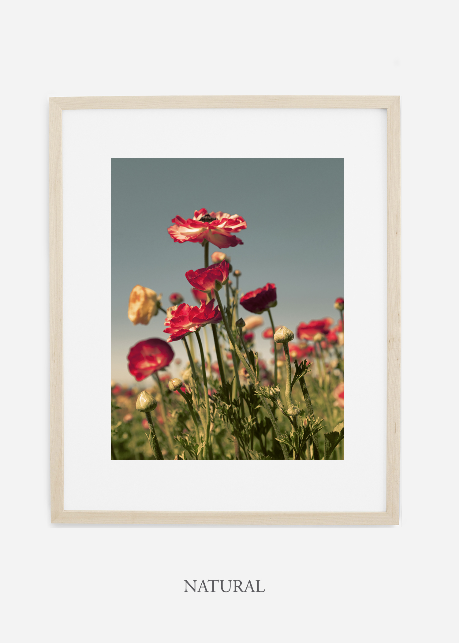 wilder-california-flora-pastel-botanical-wall-decor.jpg