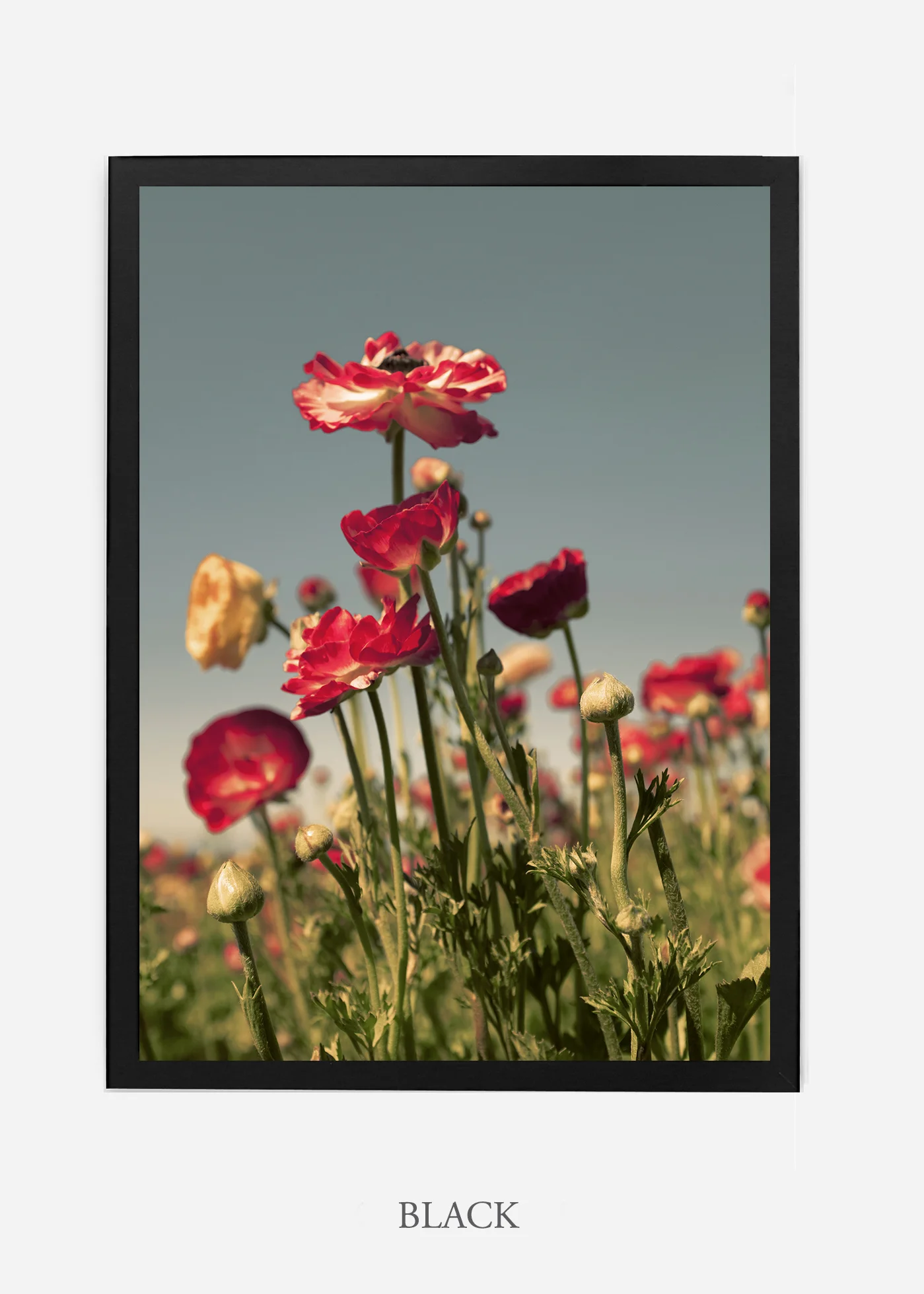 wilder-california-flora-pastel-botanical-wall-decor.jpg