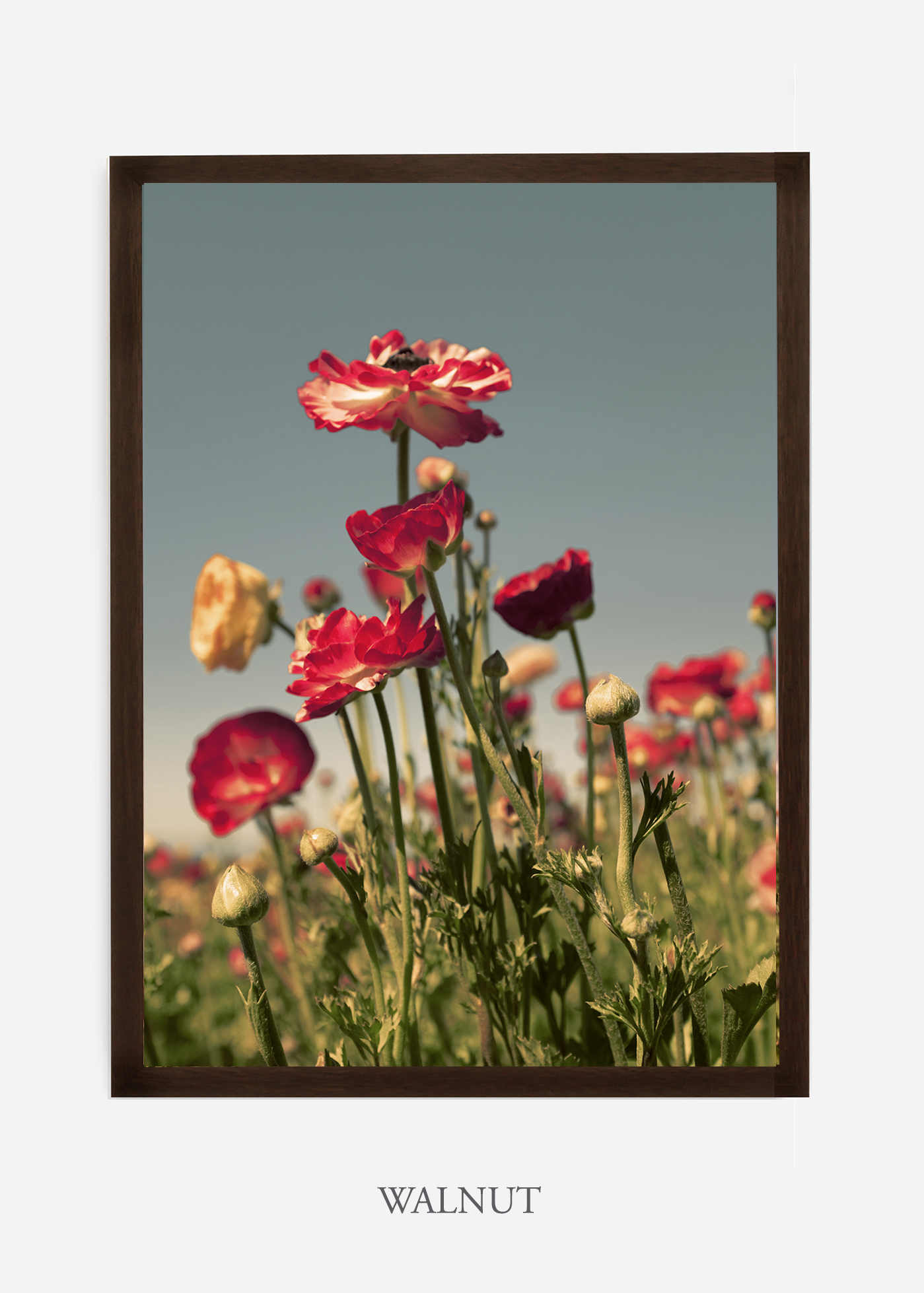 NoMat-Dark_Walnut-Frame-Floral-No-4-Wilder-California-Art-Floral-Home-decor-Prints-Dahlia-Botanical-Artwork-Interior-design.jpg