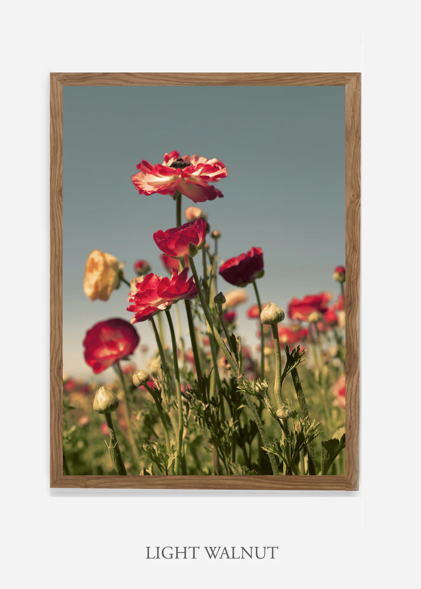 wilder-california-flora-pastel-botanical-wall-decor.jpg