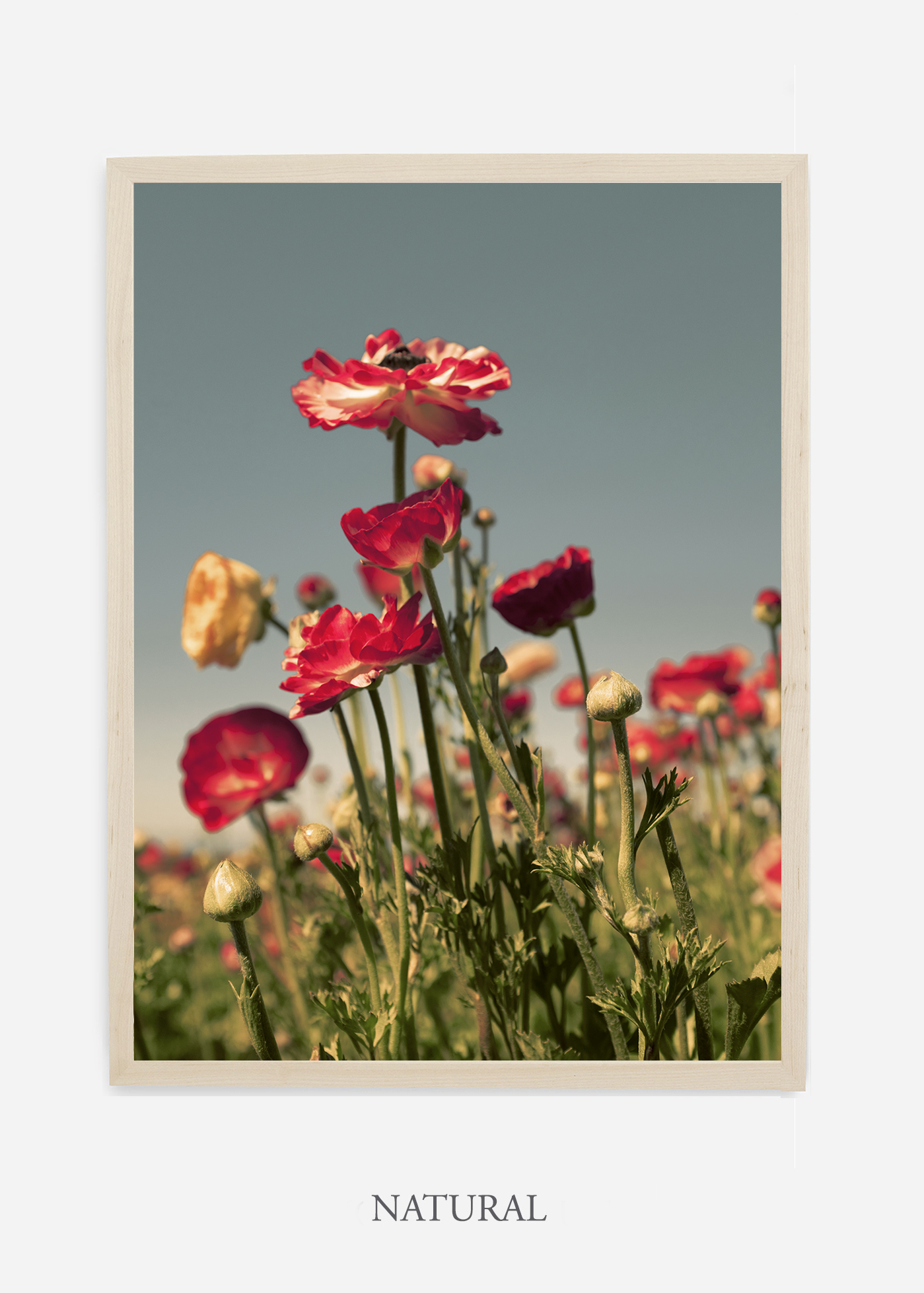 NoMat-Natural-Frame-Floral-No-4-Wilder-California-Art-Floral-Home-decor-Prints-Dahlia-Botanical-Artwork-Interior-design.jpg