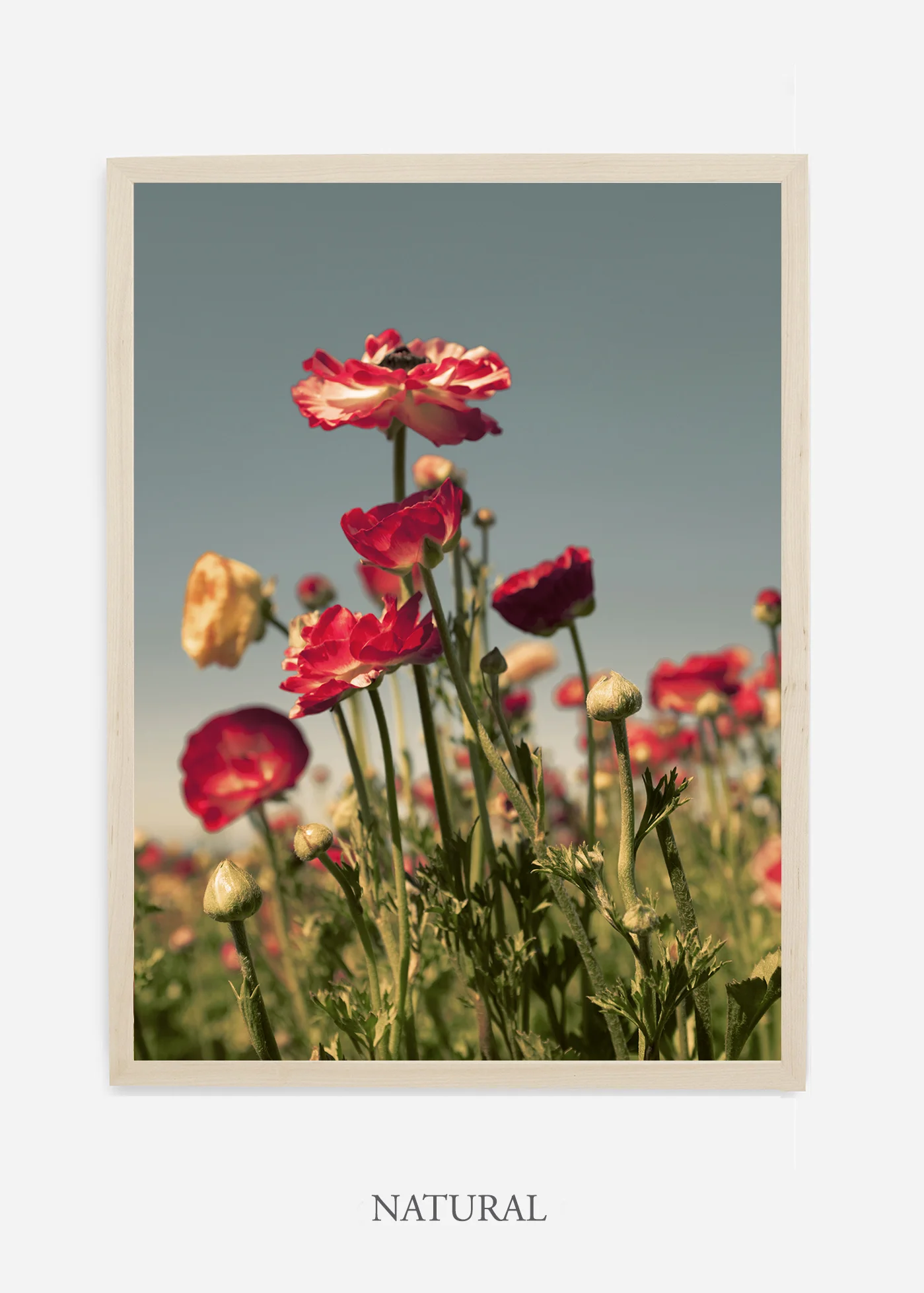 wilder-california-flora-pastel-botanical-wall-decor.jpg