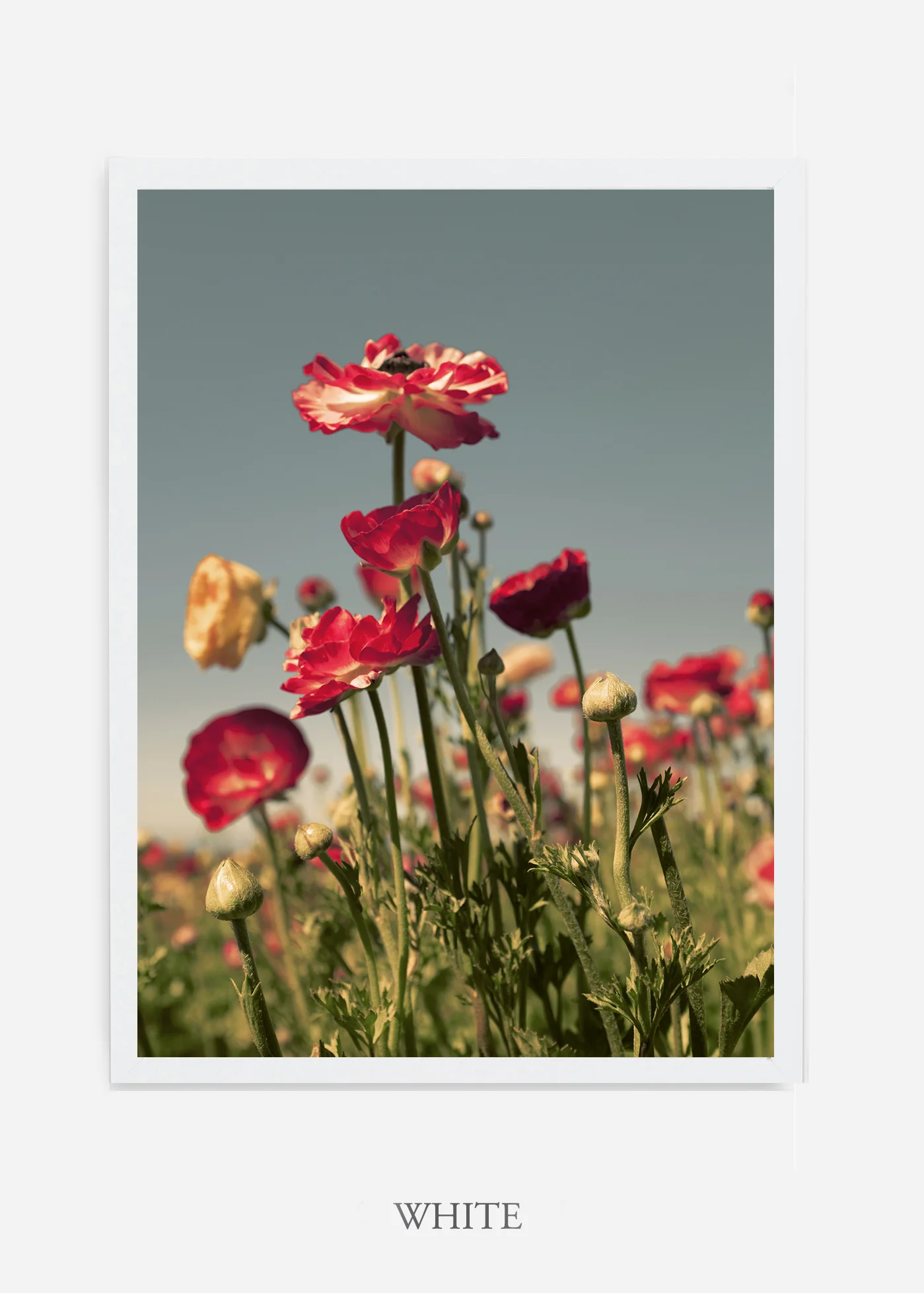 wilder-california-flora-pastel-botanical-wall-decor.jpg