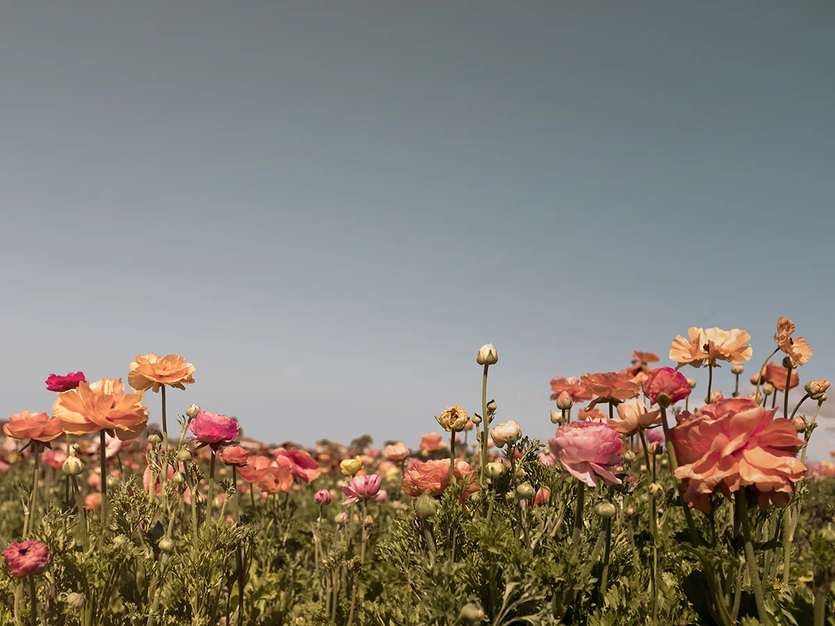 wilder-california-flora-garden-bloom-wall-art.jpg