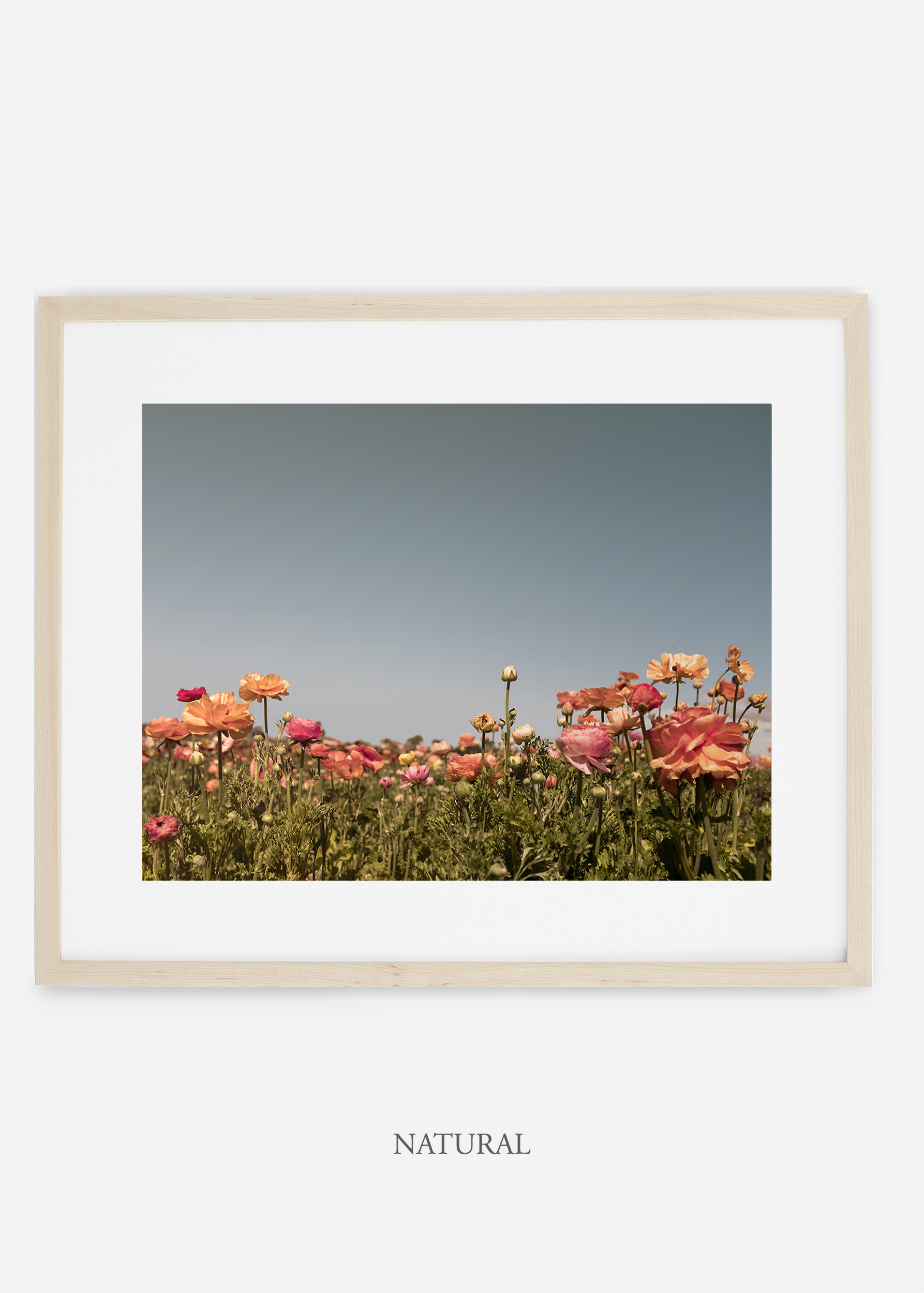 wilder-california-natural-frame-flora-5--minimal-botanical-print-art-interior-design.jpg