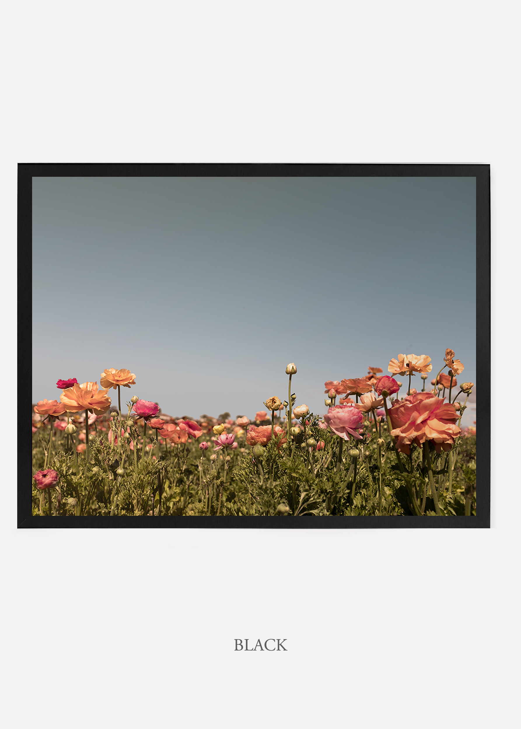 NoMat-BlackFrame-flora-5-Wilder-California-Art-Floral-Home-decor-Prints-Dahlia-Botanical-Artwork-Interior-design.jpg