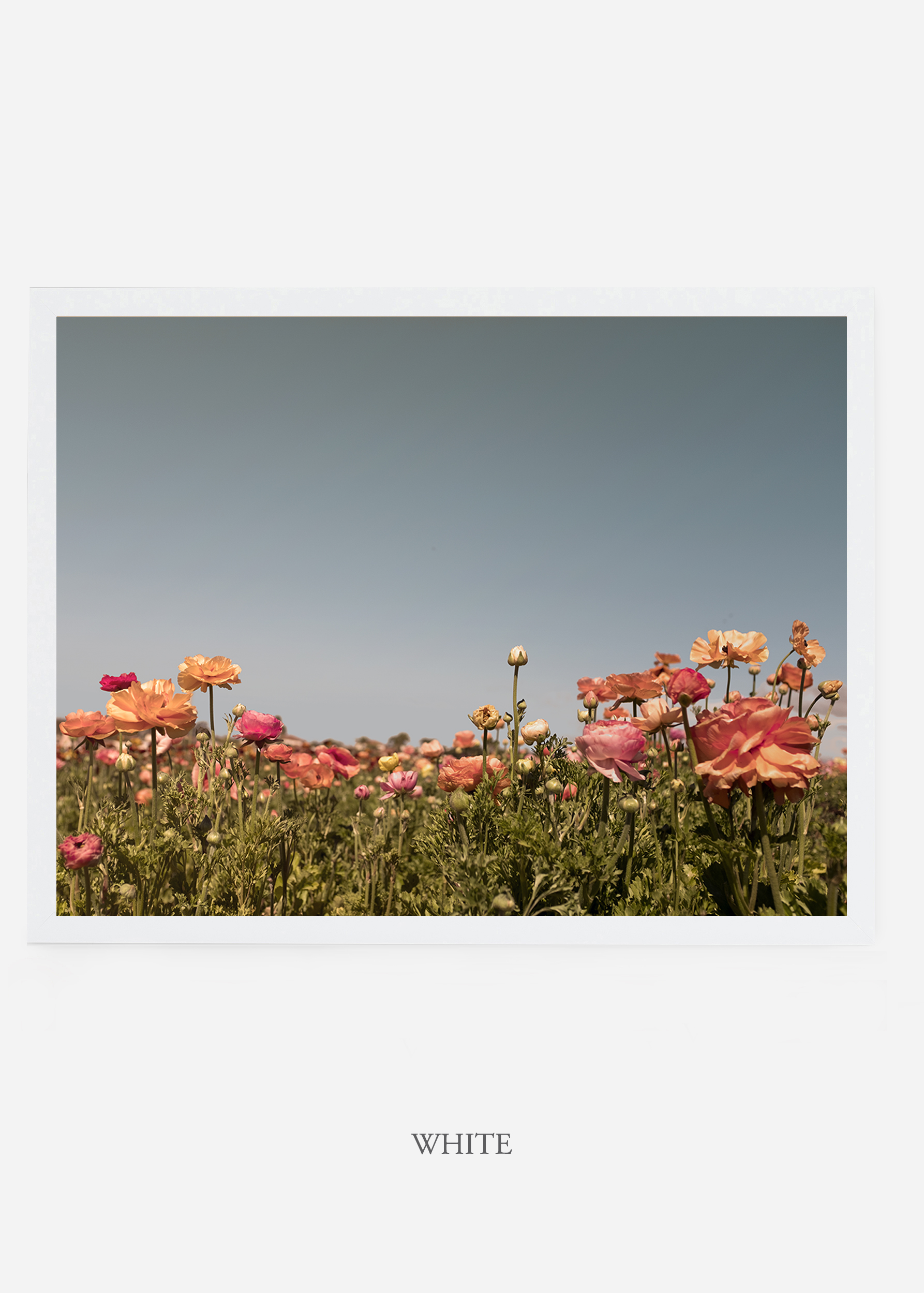 NoMat-WhiteFrame-Flora-5-Wilder-California-Art-Floral-Home-decor-Prints-Dahlia-Botanical-Artwork-Interior-design.jpg