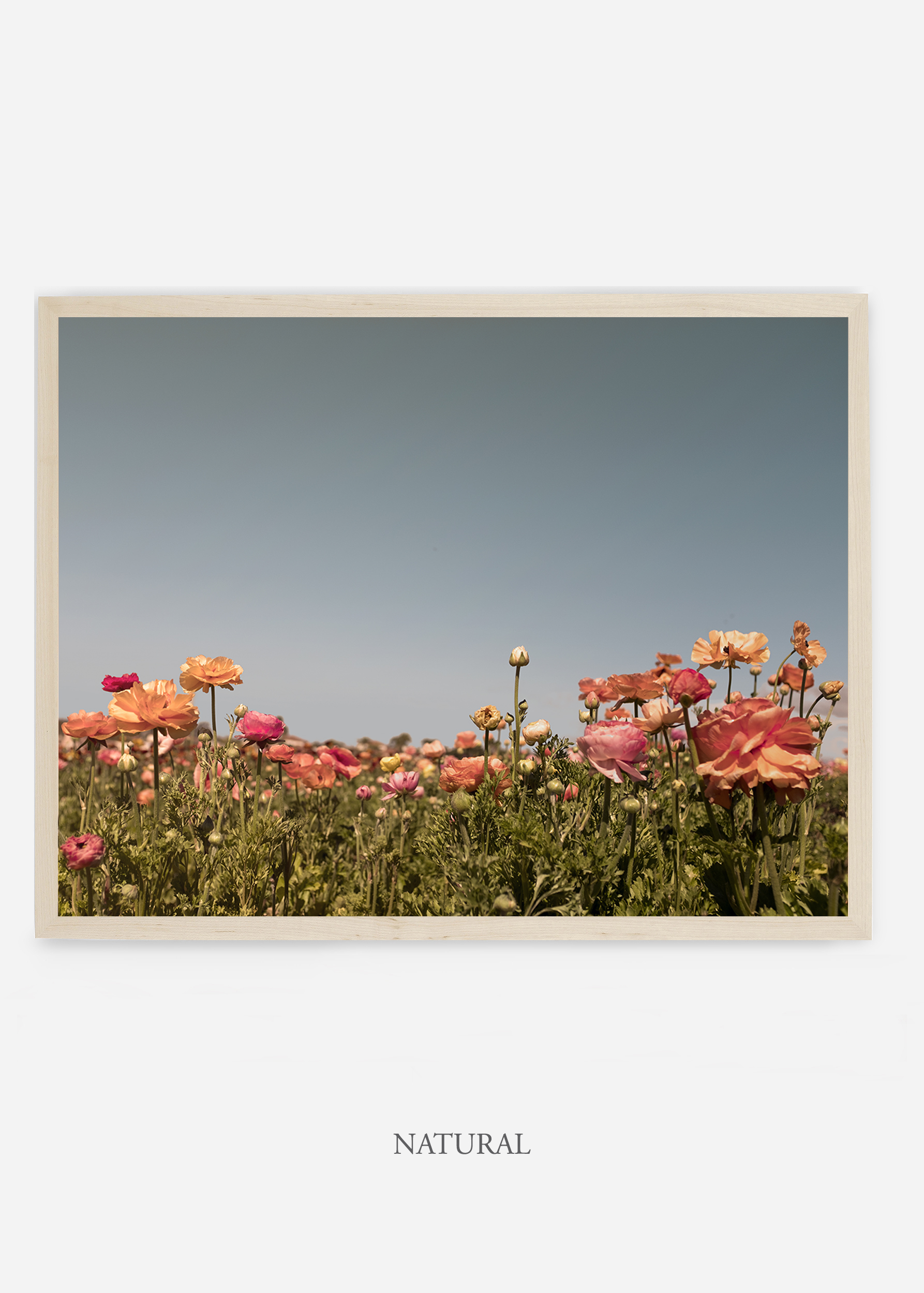 NoMat-Natural-Frame-Floral-5--Wilder-California-Art-Floral-Home-decor-Prints-Dahlia-Botanical-Artwork-Interior-design.jpg