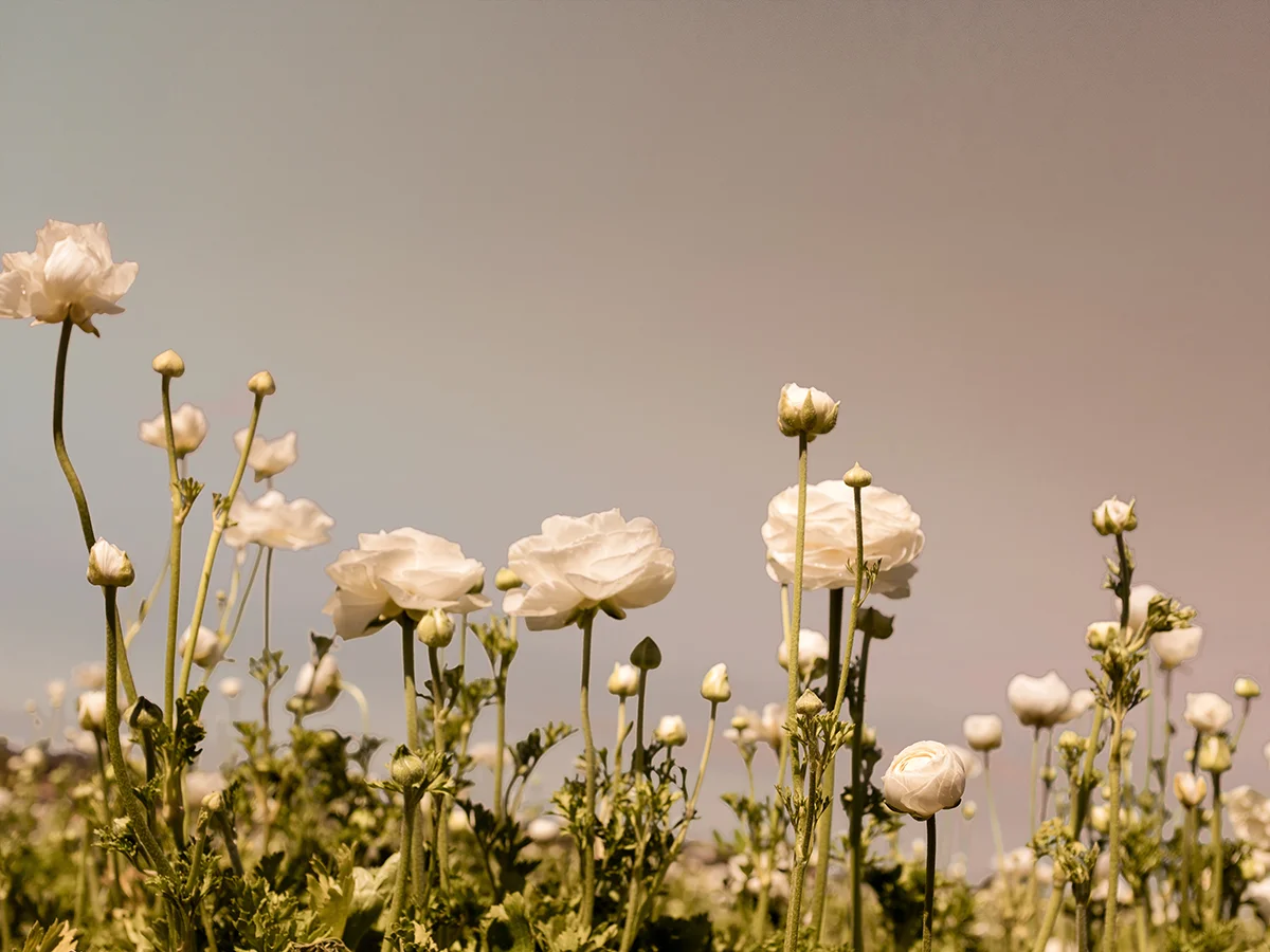 wilder-california-flora-botanical-fine-art-print.jpg