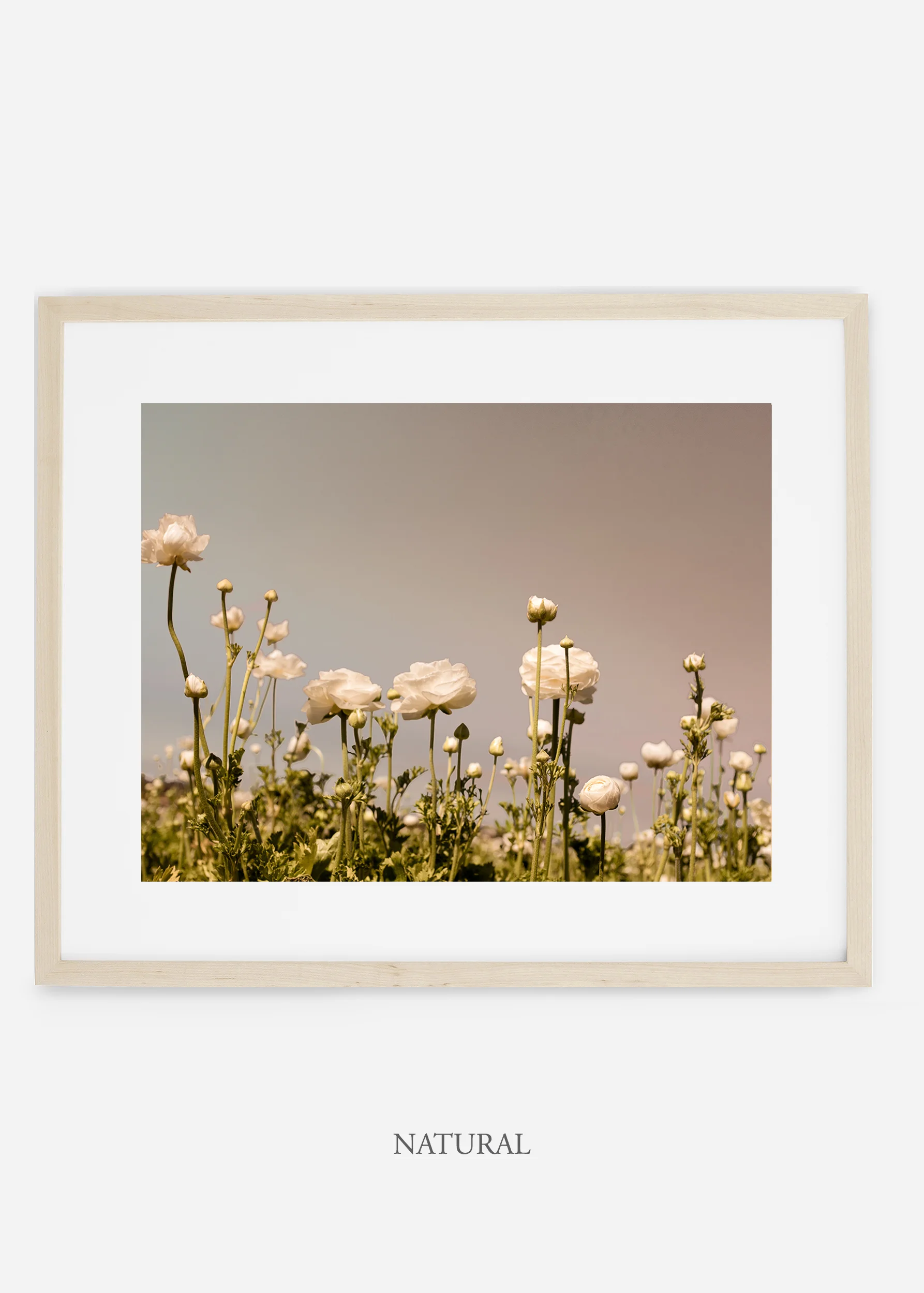 wilder-california-flora-botanical-fine-art-print.jpg