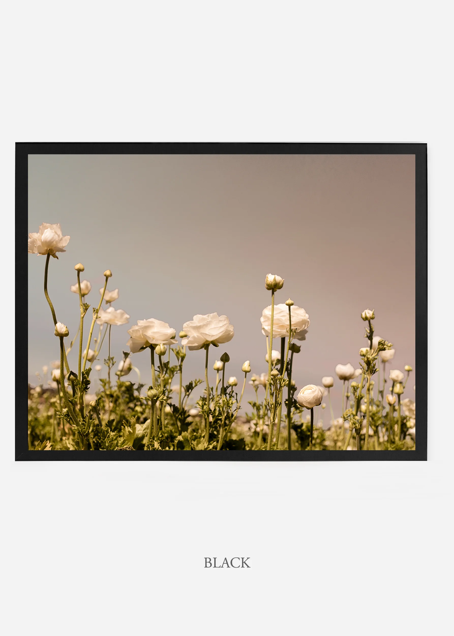 wilder-california-flora-botanical-fine-art-print.jpg