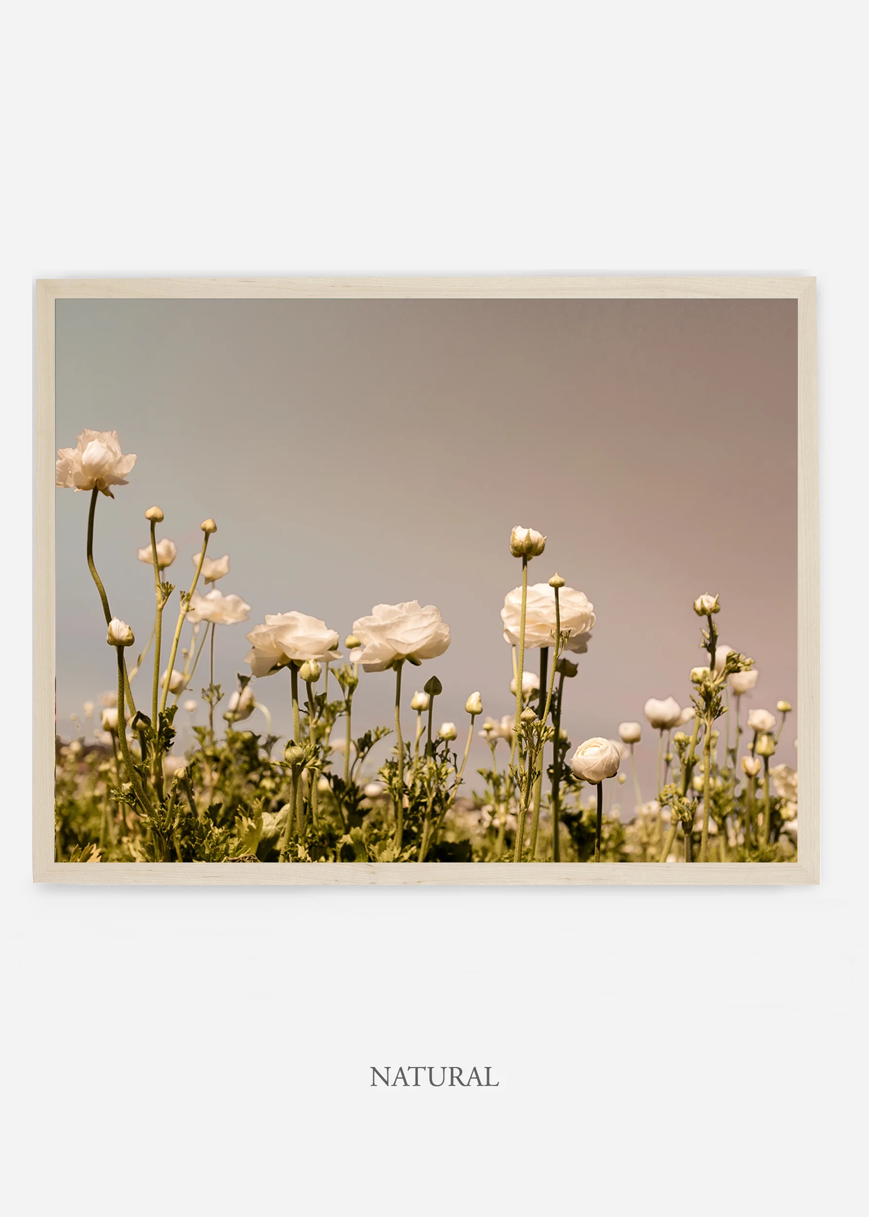 wilder-california-flora-botanical-fine-art-print.jpg