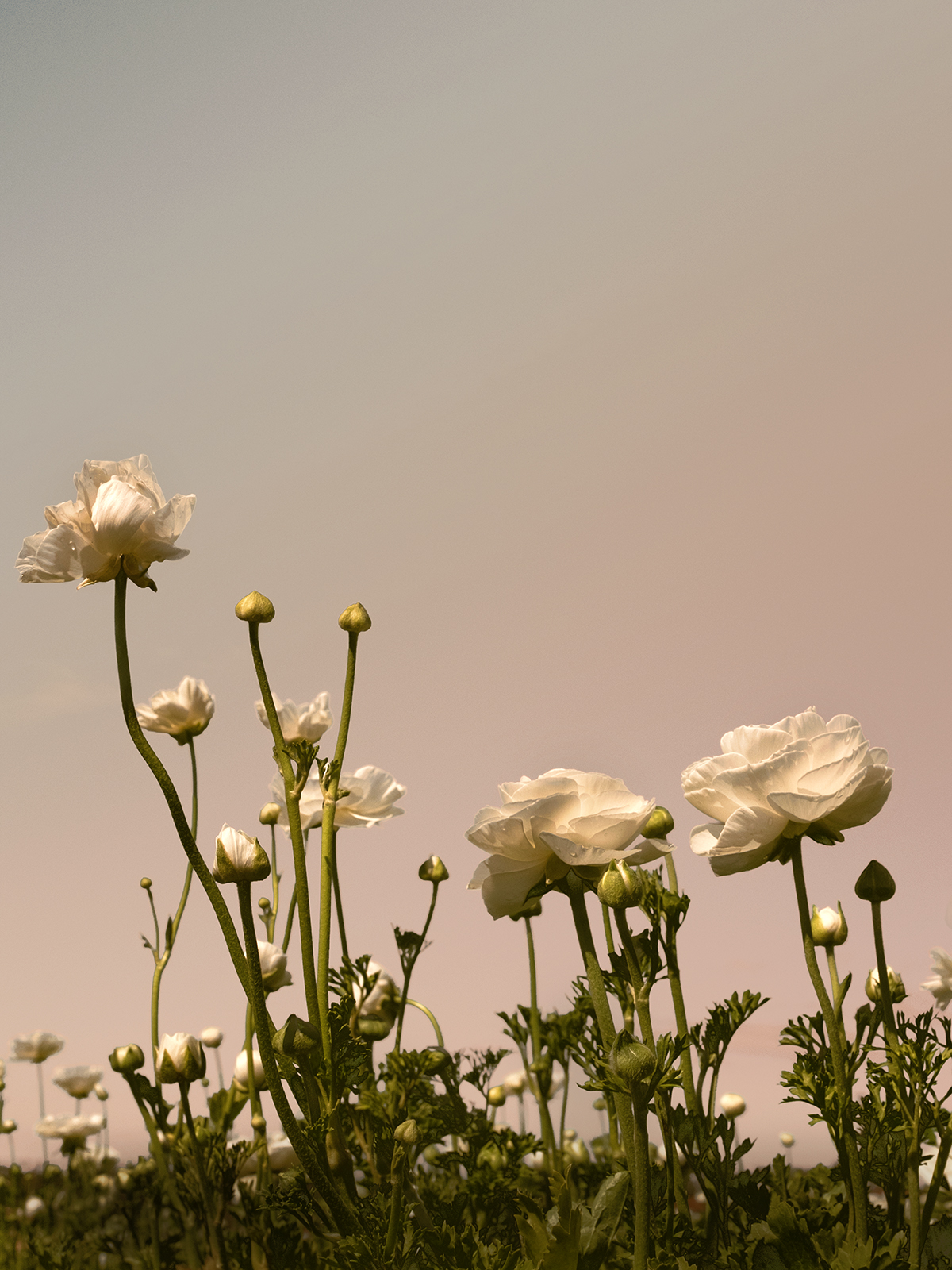 wilder-california-flora-botanical-fine-art-print.jpg