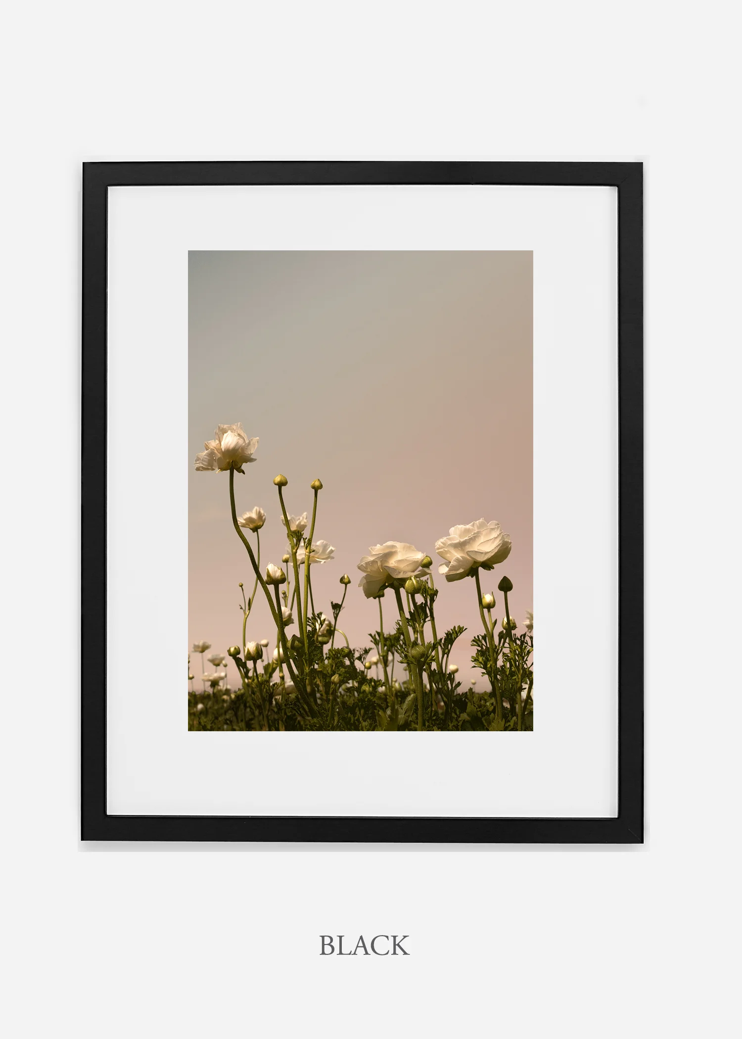 wilder-california-flora-botanical-fine-art-print.jpg