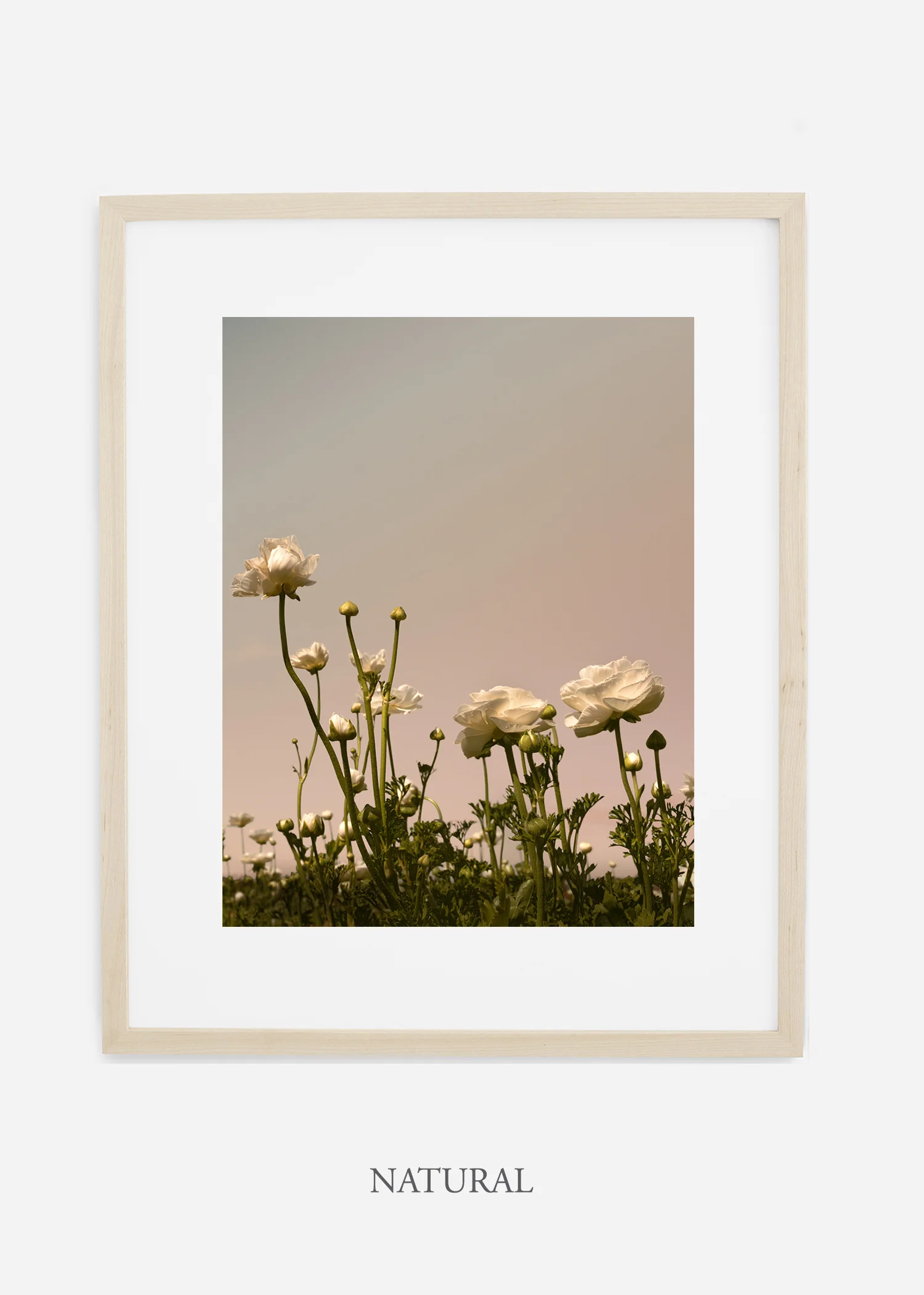 wilder-california-flora-botanical-fine-art-print.jpg
