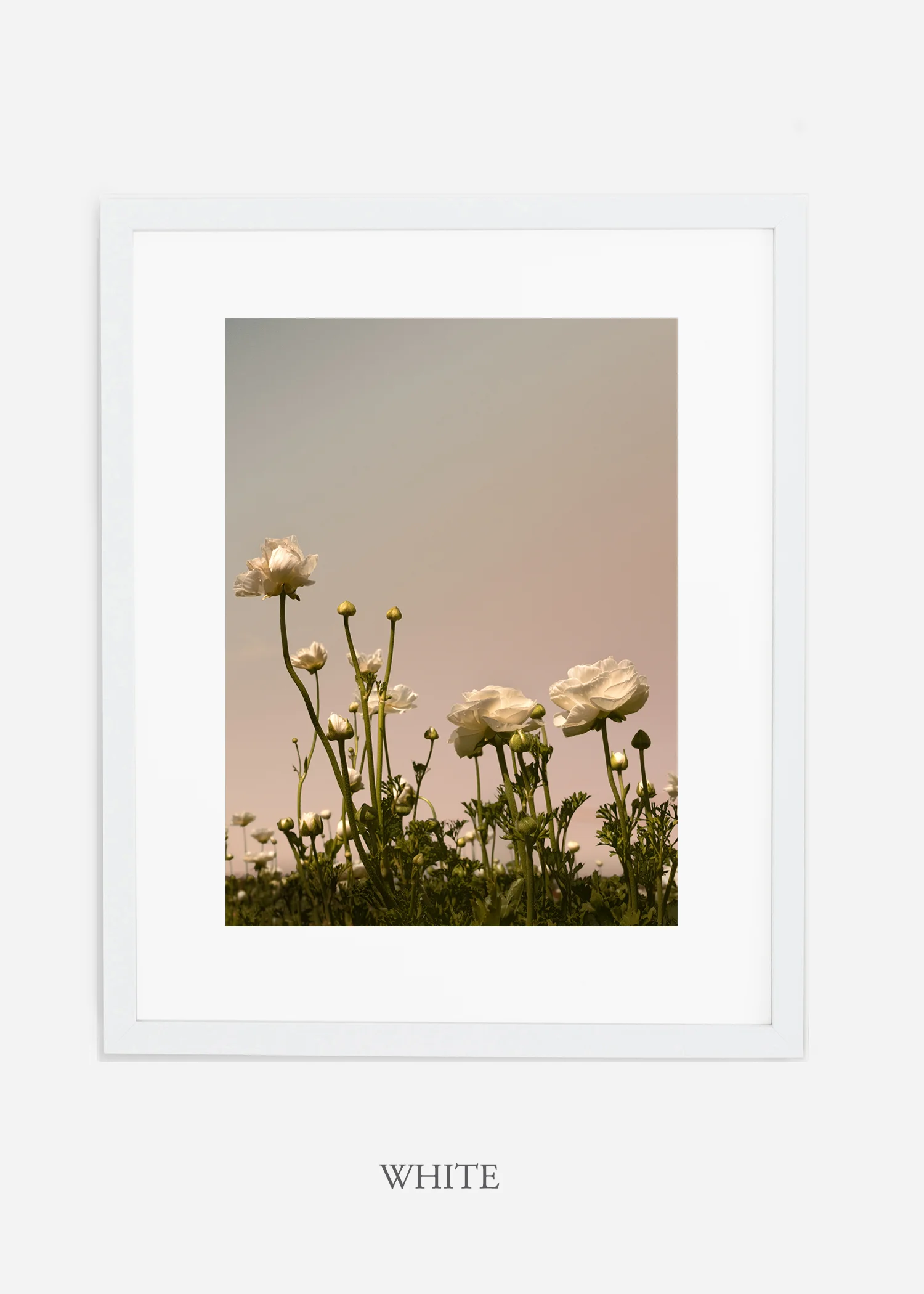 wilder-california-flora-botanical-fine-art-print.jpg