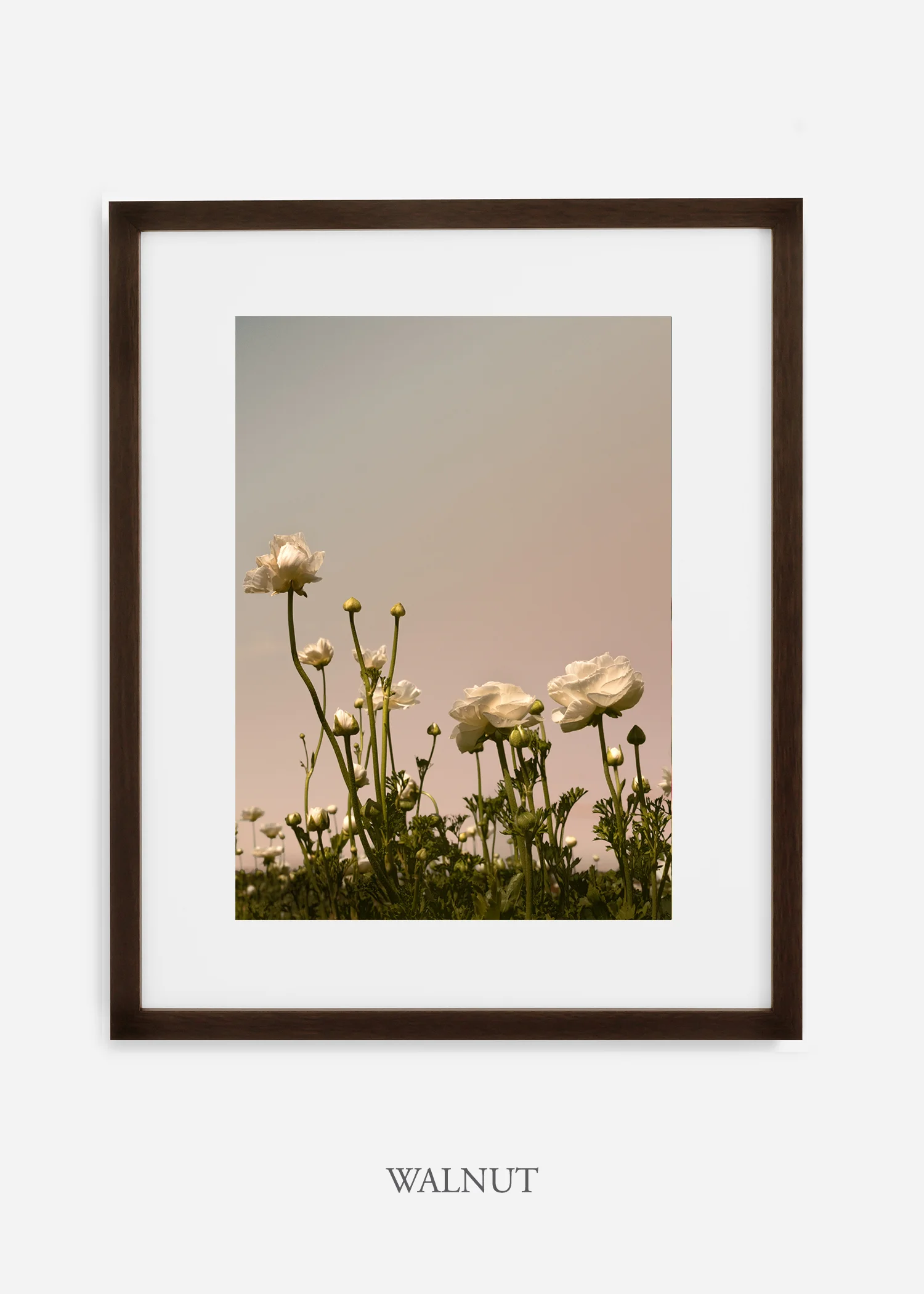 wilder-california-flora-botanical-fine-art-print.jpg