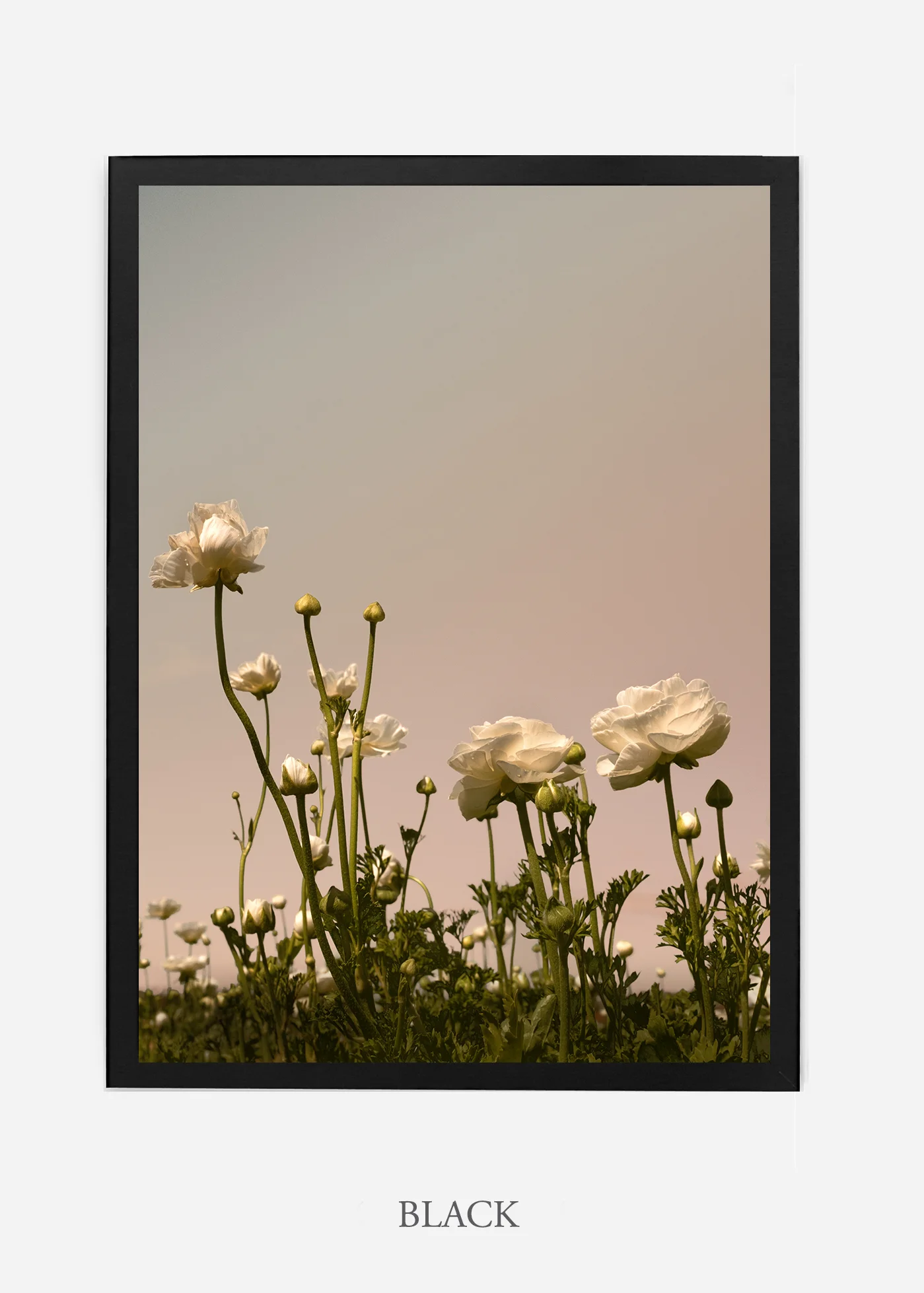 wilder-california-flora-botanical-fine-art-print.jpg
