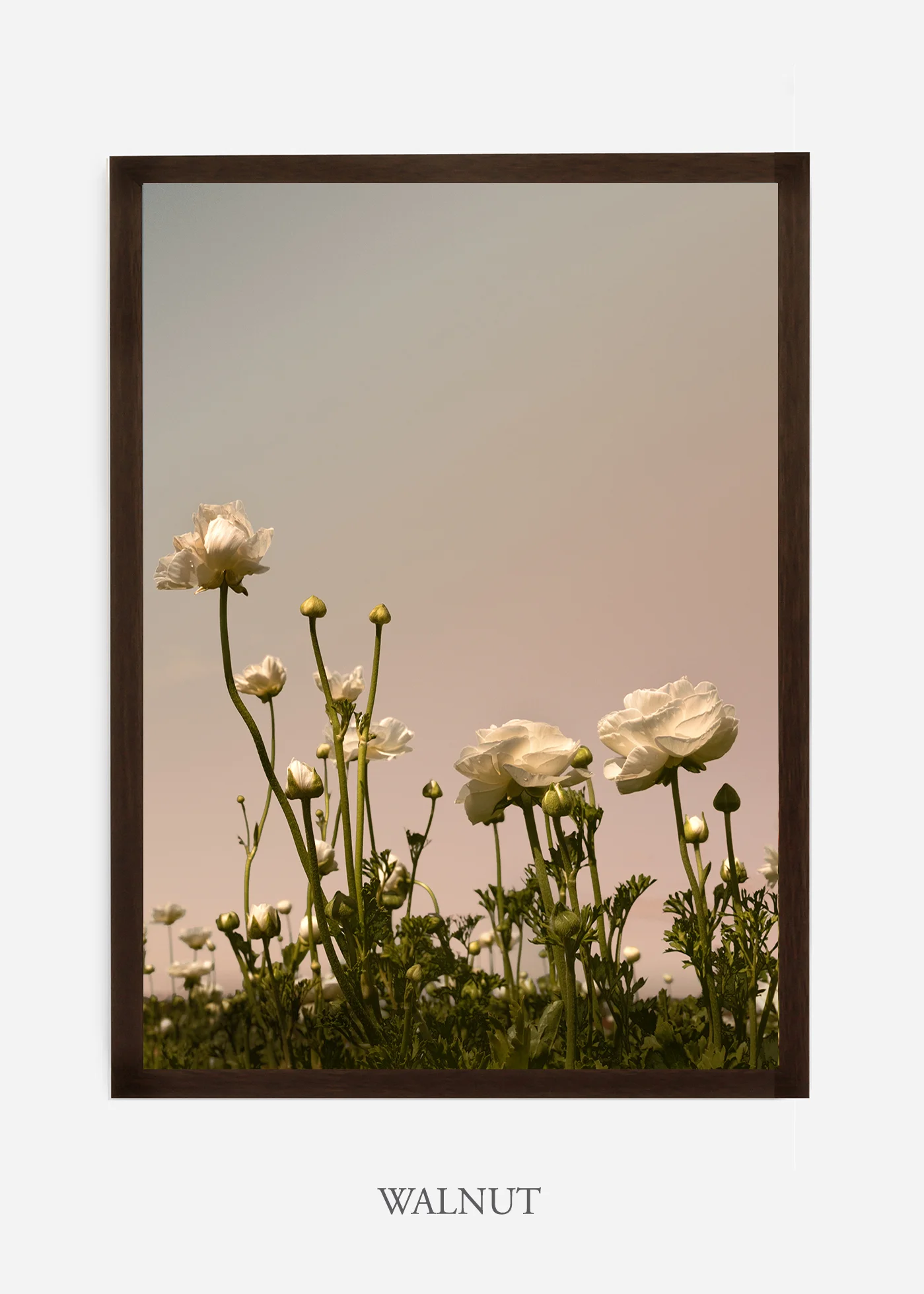 wilder-california-flora-botanical-fine-art-print.jpg