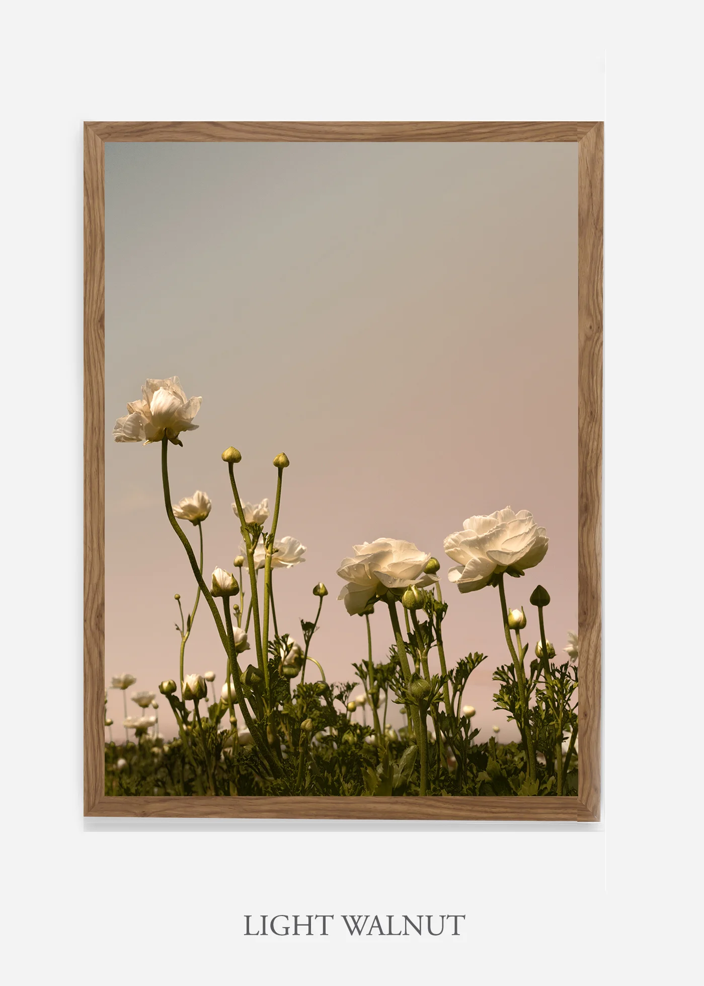 wilder-california-flora-botanical-fine-art-print.jpg