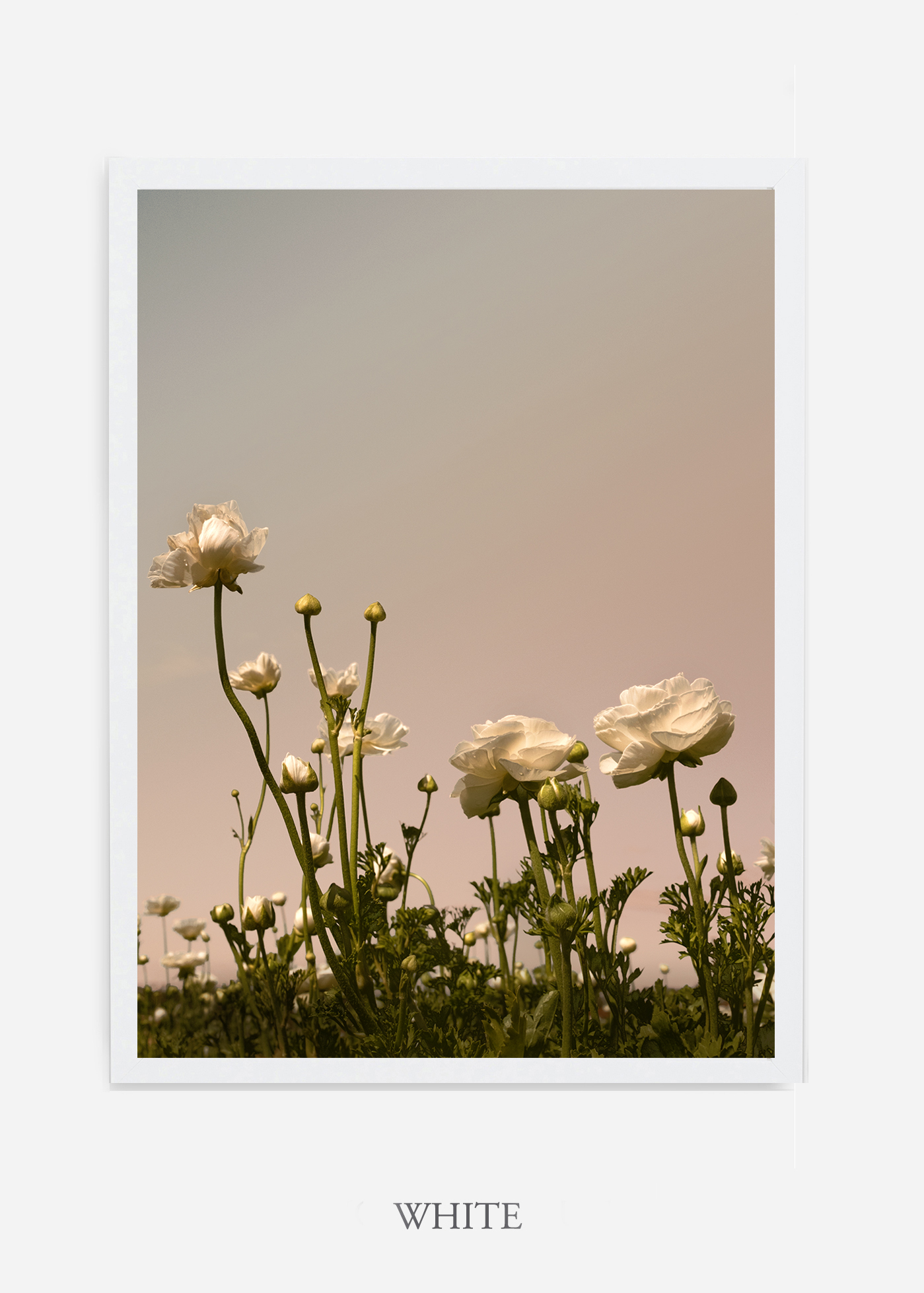 NoMat-White-Frame-Floral-No-7-Wilder-California-Art-Floral-Home-decor-Prints-Dahlia-Botanical-Artwork-Interior-design.jpg