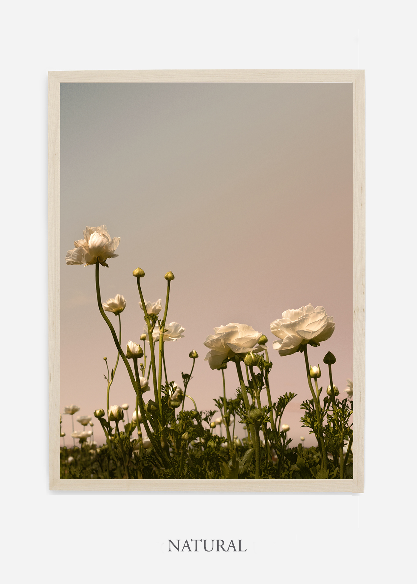 NoMat-Natural-Frame-Floral-No-7-Wilder-California-Art-Floral-Home-decor-Prints-Dahlia-Botanical-Artwork-Interior-design.jpg