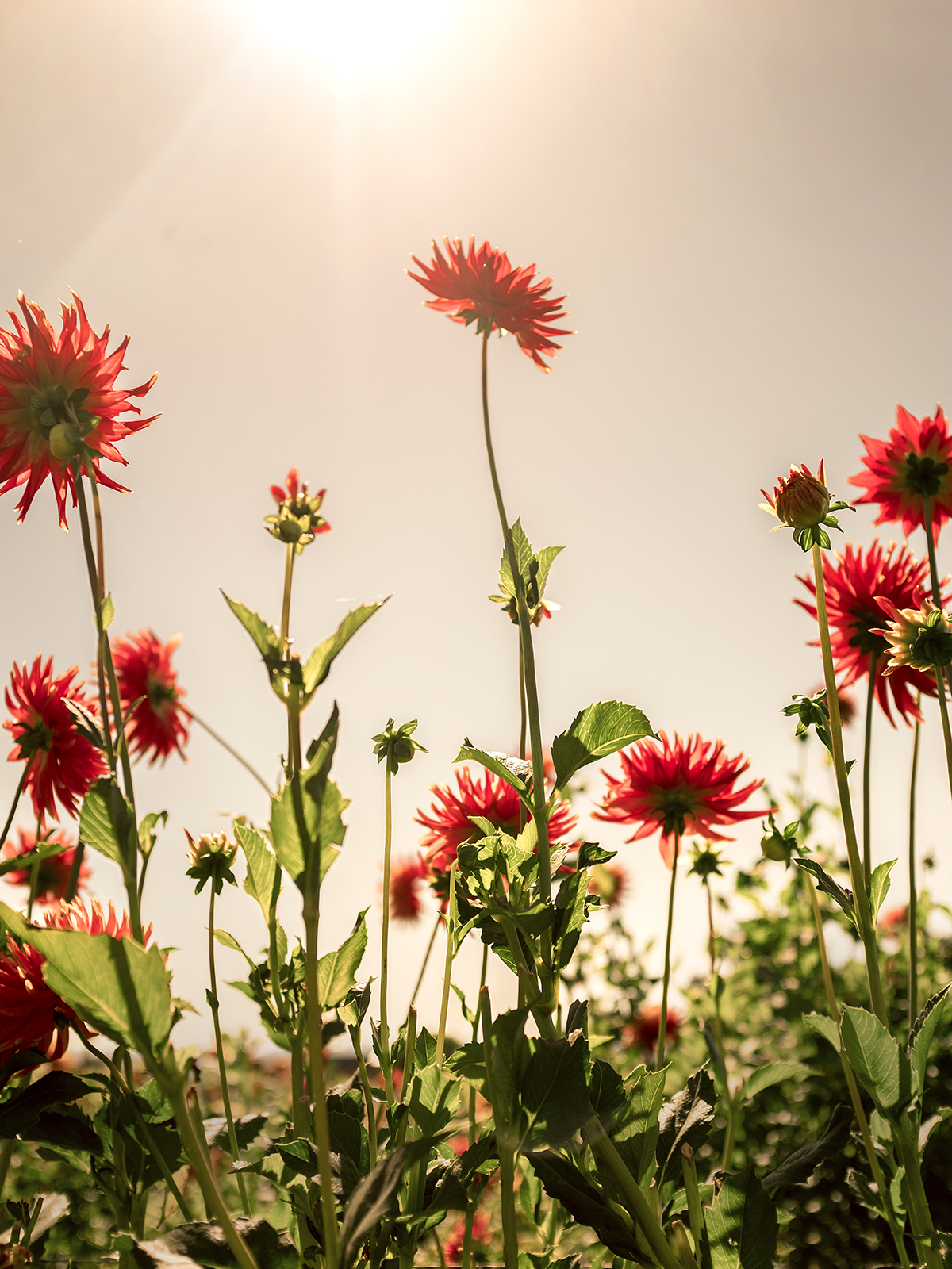wilder-california-flora-collection-red-8.jpg