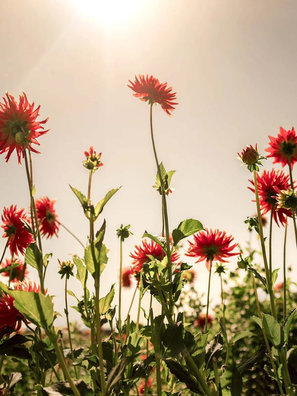 wilder-california-flora-dahlia-fine-art-photography-wall-art.jpg