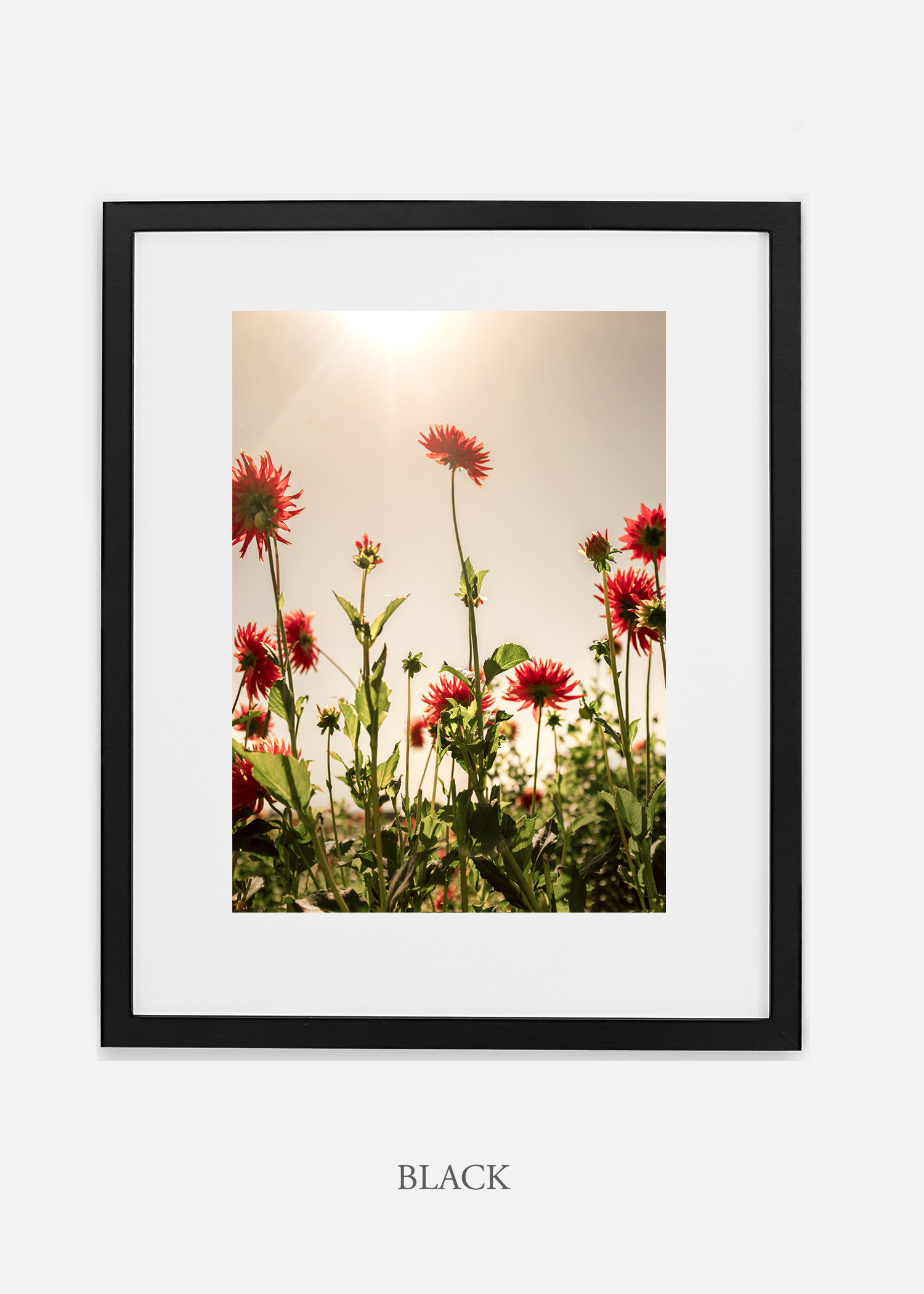 FloraNo.8-black-frame_mat-interiordesign-botanicalprint-art.jpg