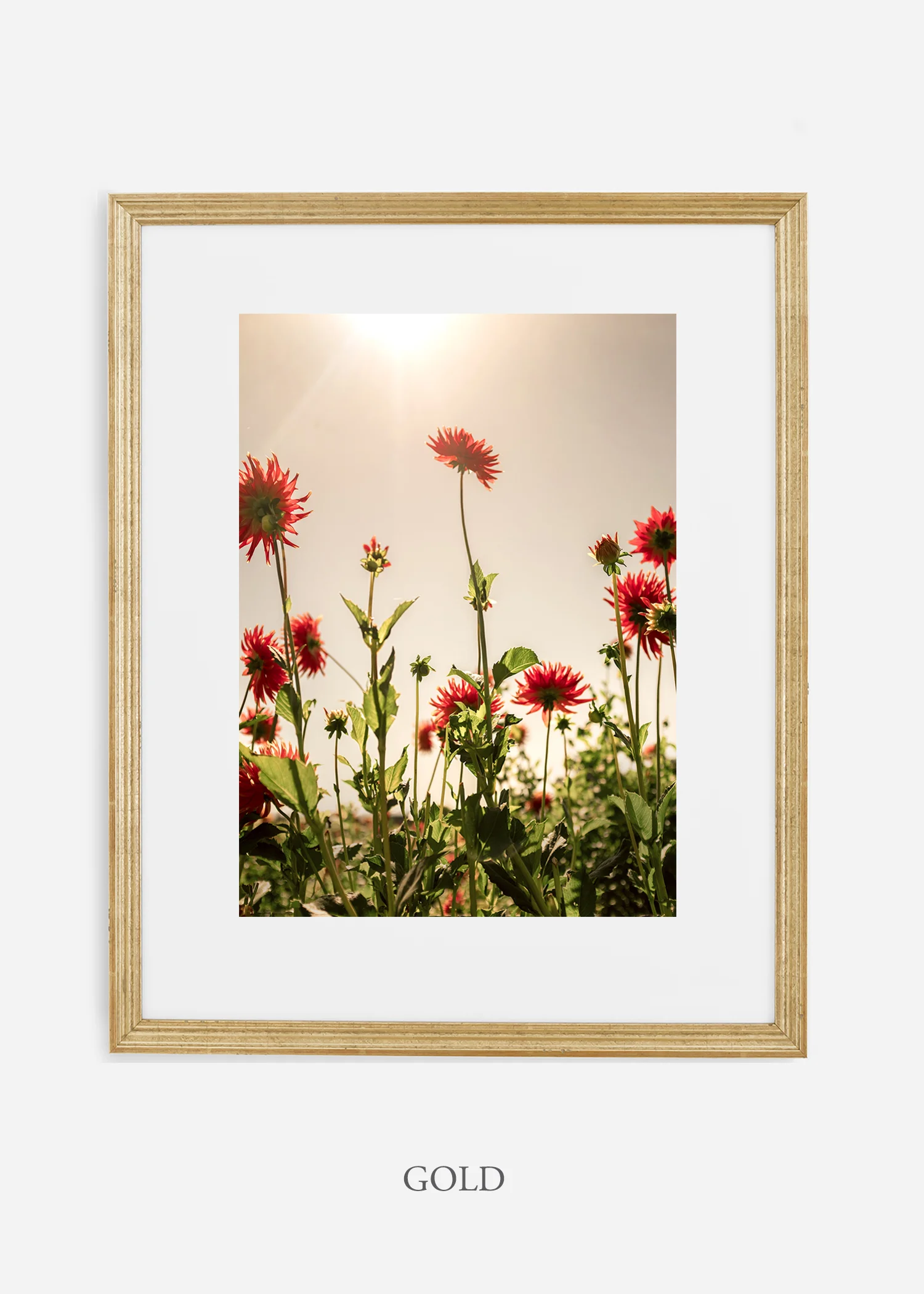 wilder-california-flora-dahlia-fine-art-photography-wall-art.jpg