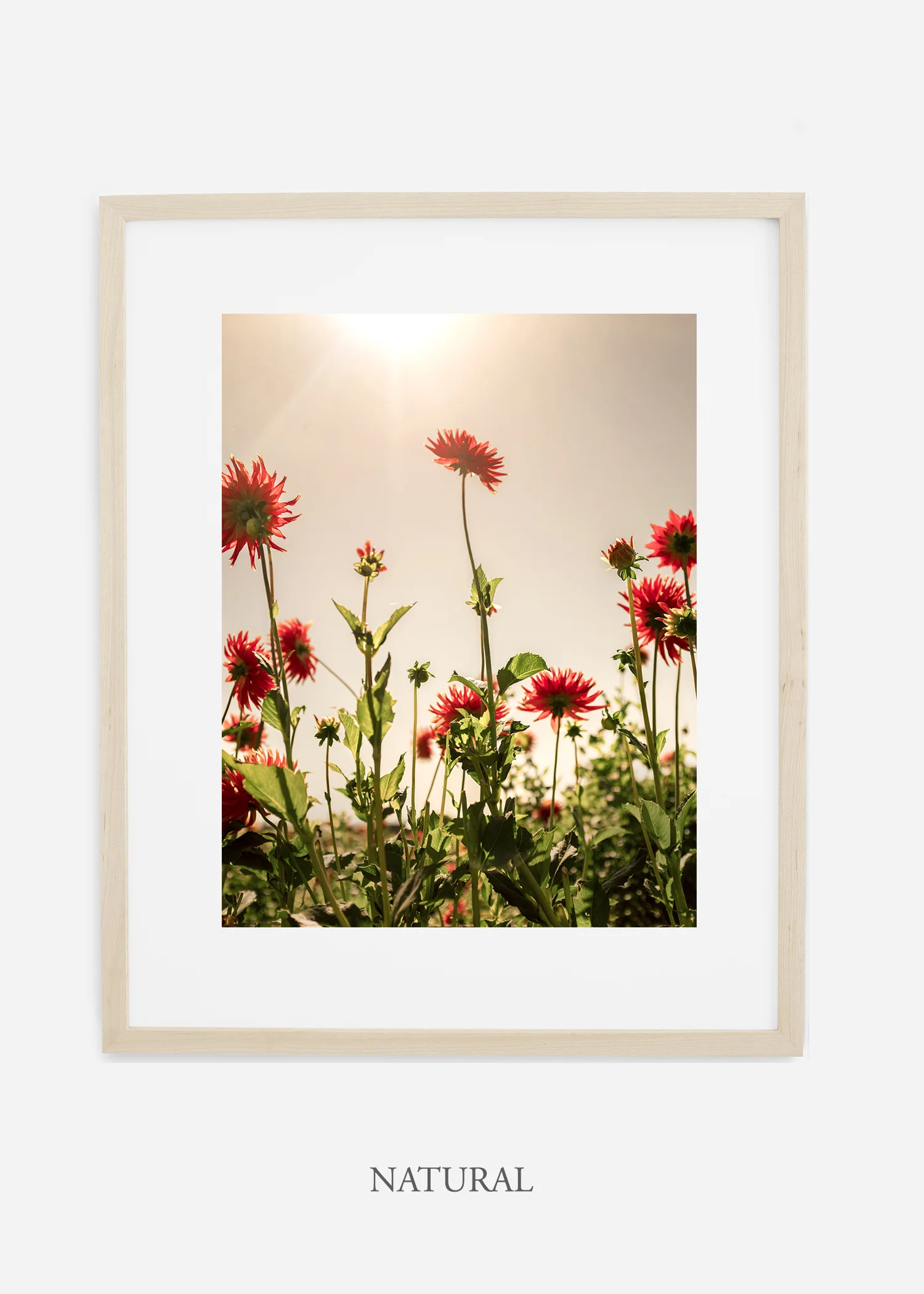 wilder-california-flora-dahlia-fine-art-photography-wall-art.jpg