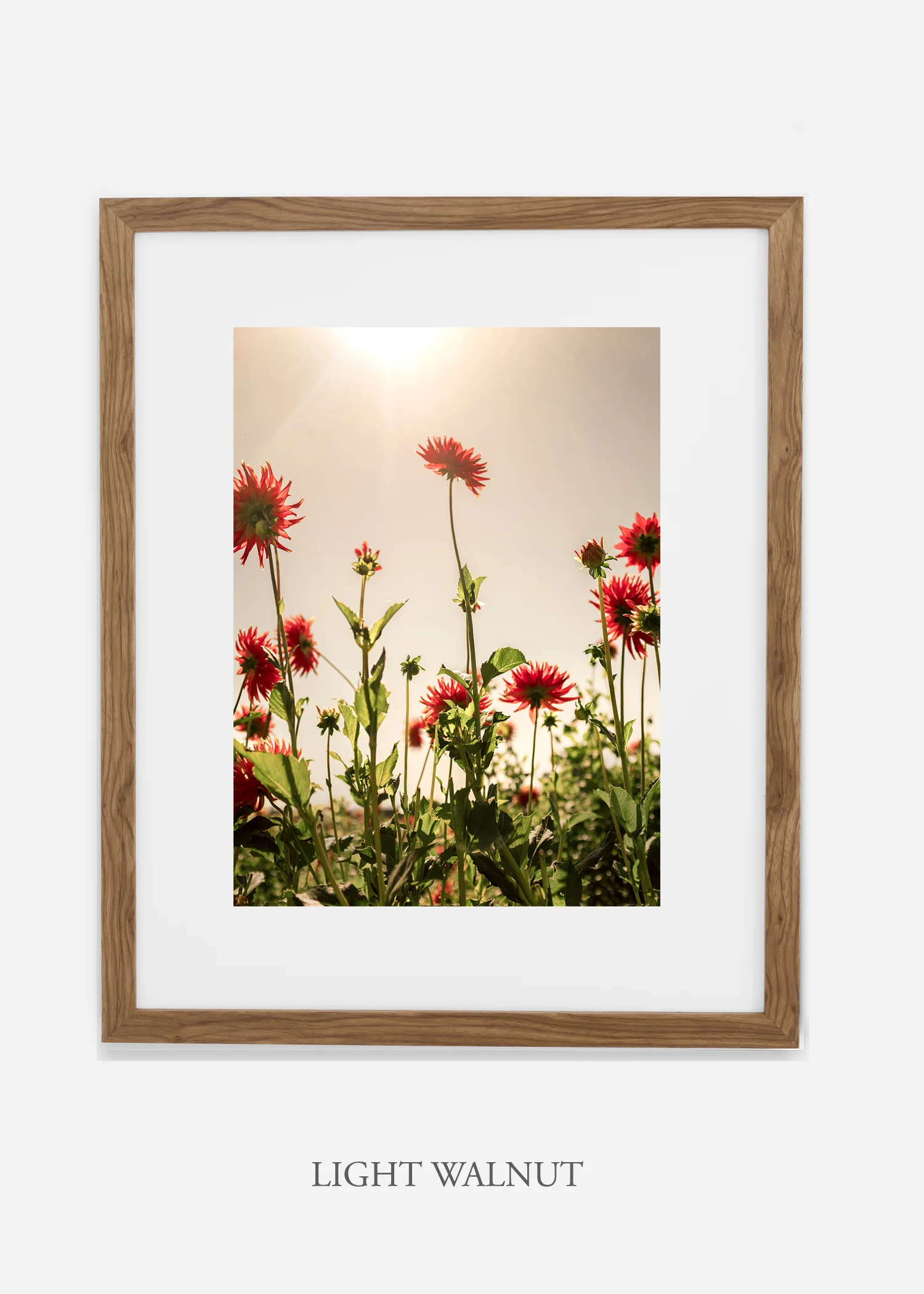 wilder-california-flora-dahlia-fine-art-photography-wall-art.jpg