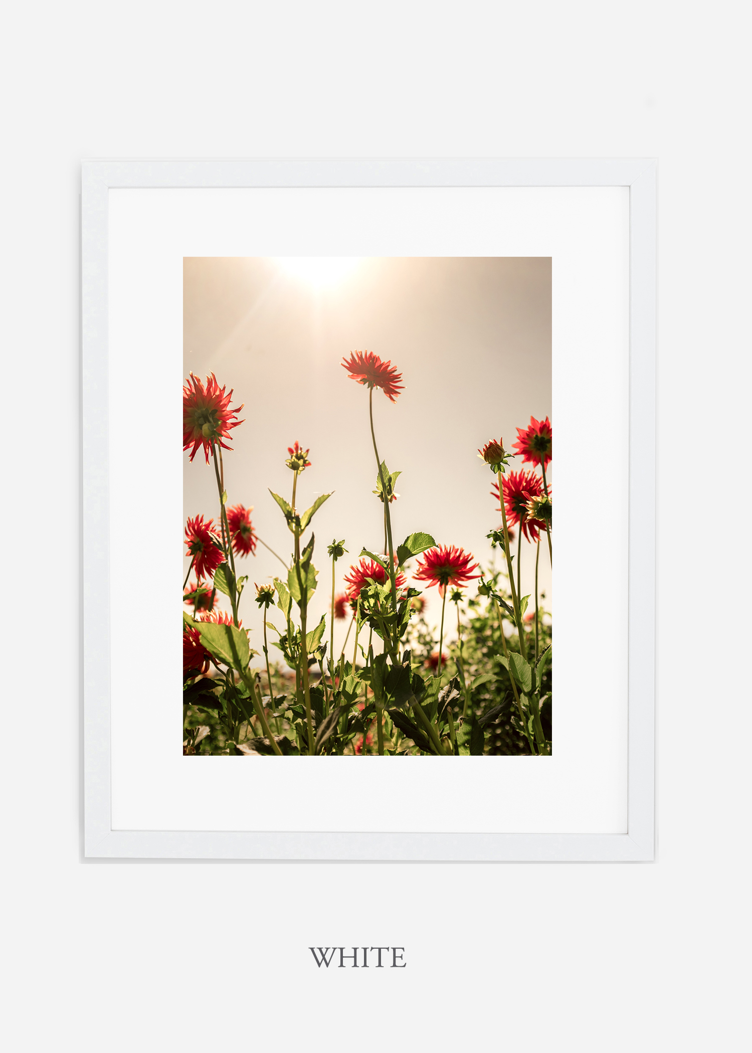 FloraNo.8-white-frame_mat-interiordesign-botanicalprint-art.jpg