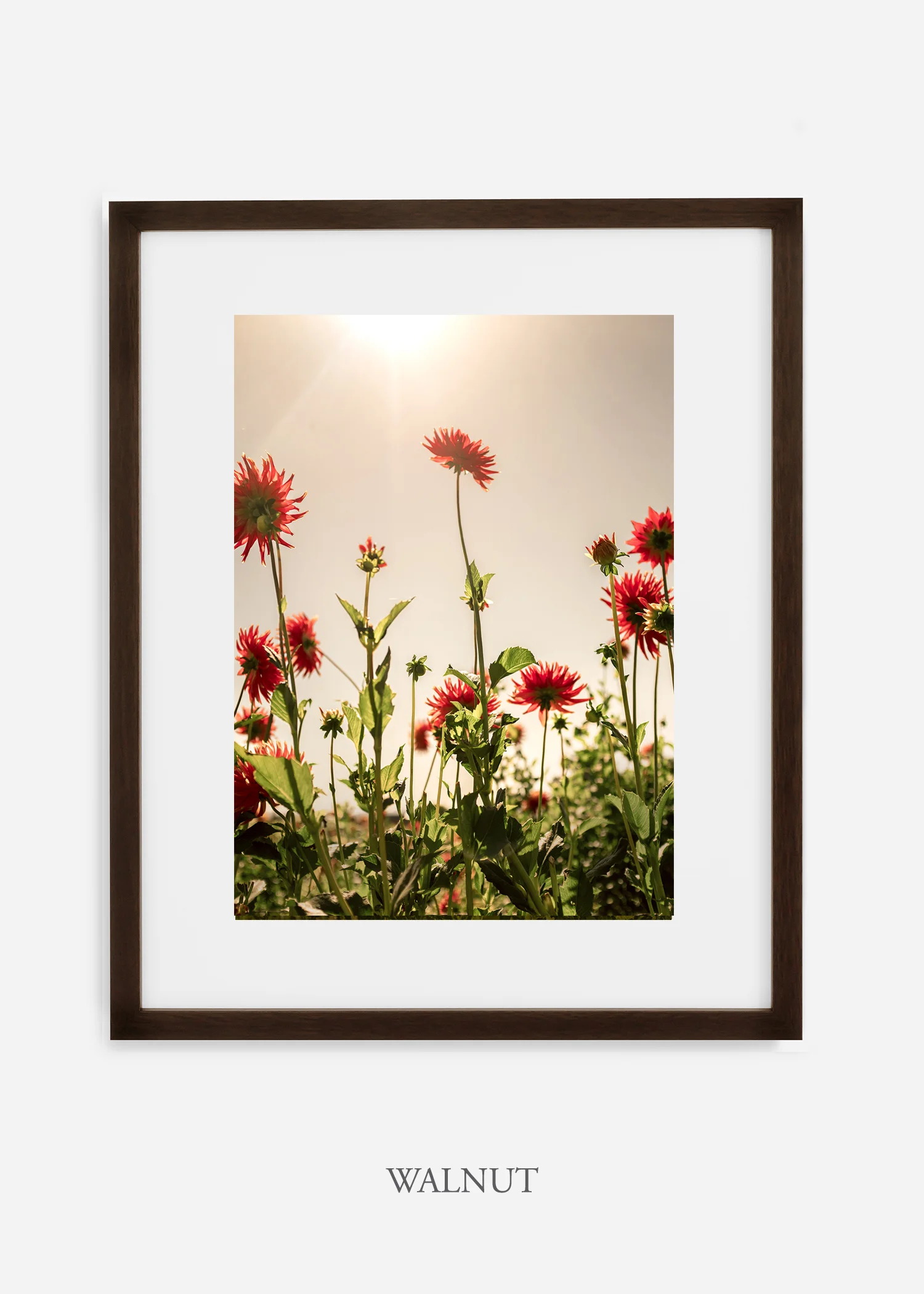 wilder-california-flora-dahlia-fine-art-photography-wall-art.jpg