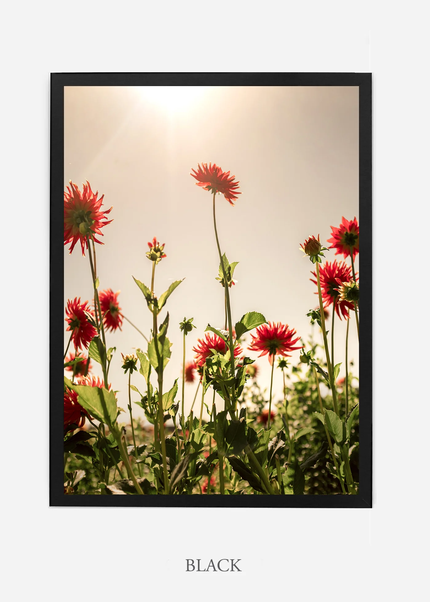 wilder-california-flora-dahlia-fine-art-photography-wall-art.jpg