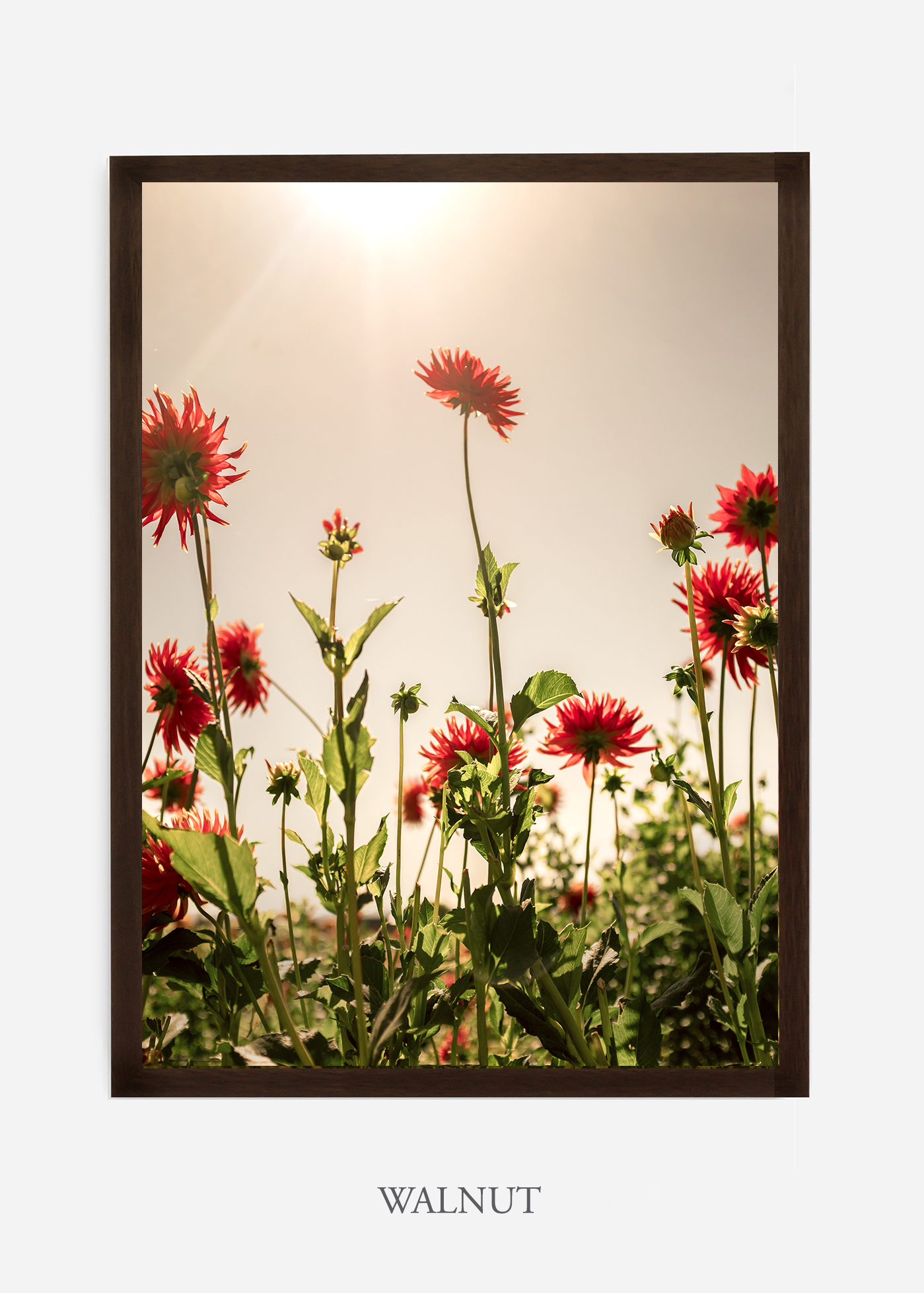 NoMat-Dark_Walnut-Frame-Floral-No-8-Wilder-California-Art-Floral-Home-decor-Prints-Dahlia-Botanical-Artwork-Interior-design.jpg