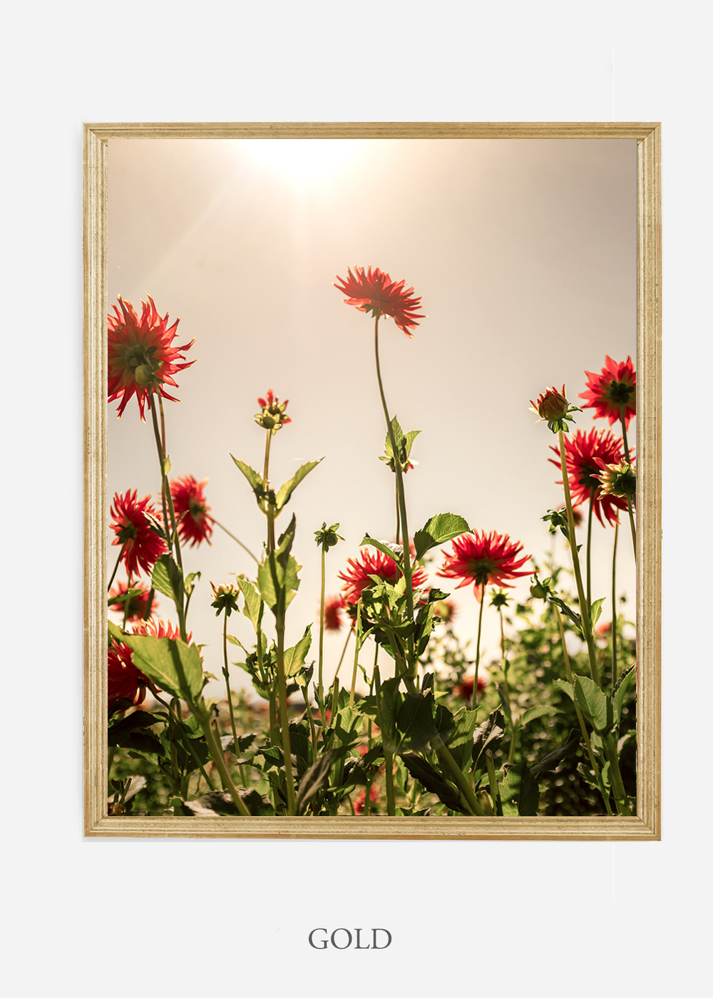 NoMat-Gold-Frame-Floral-No-8-Wilder-California-Art-Floral-Home-decor-Prints-Dahlia-Botanical-Artwork-Interior-design.jpg