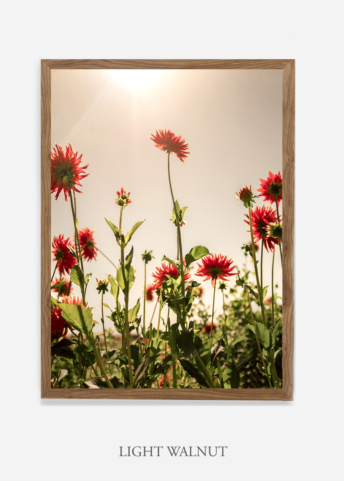 NoMat-Light-Walnut-Frame-Floral-No-8-Wilder-California-Art-Floral-Home-decor-Prints-Dahlia-Botanical-Artwork-Interior-design.jpg