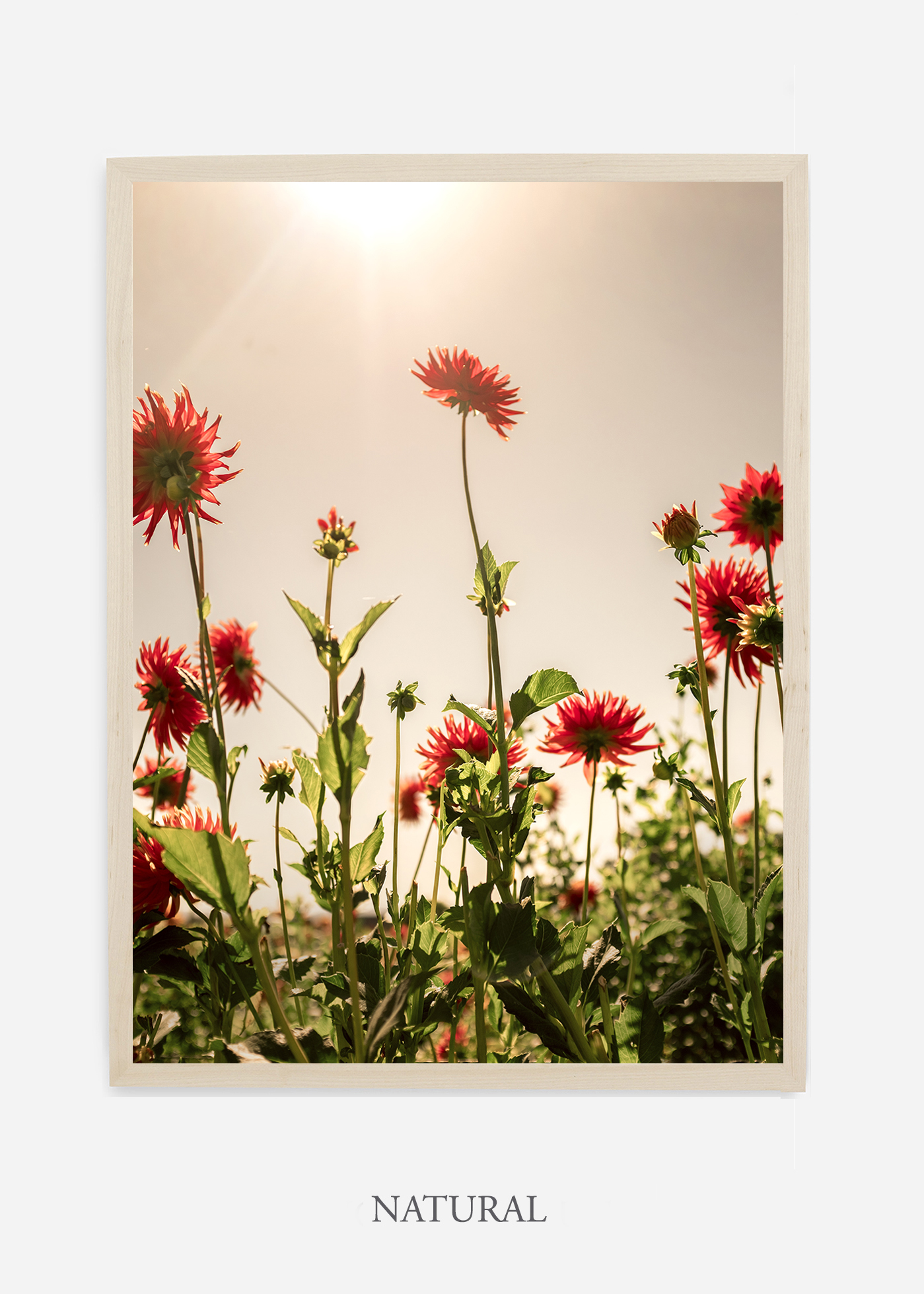 NoMat-Natural-Frame-Floral-No-8-Wilder-California-Art-Floral-Home-decor-Prints-Dahlia-Botanical-Artwork-Interior-design.jpg