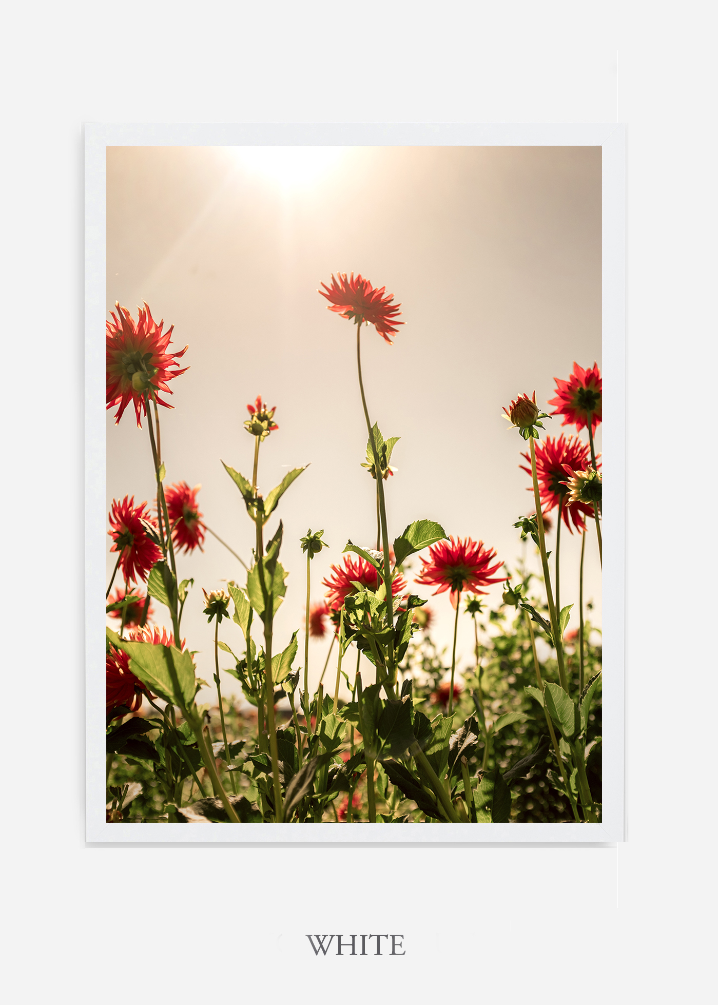 NoMat-White-Frame-Floral-No-8-Wilder-California-Art-Floral-Home-decor-Prints-Dahlia-Botanical-Artwork-Interior-design.jpg