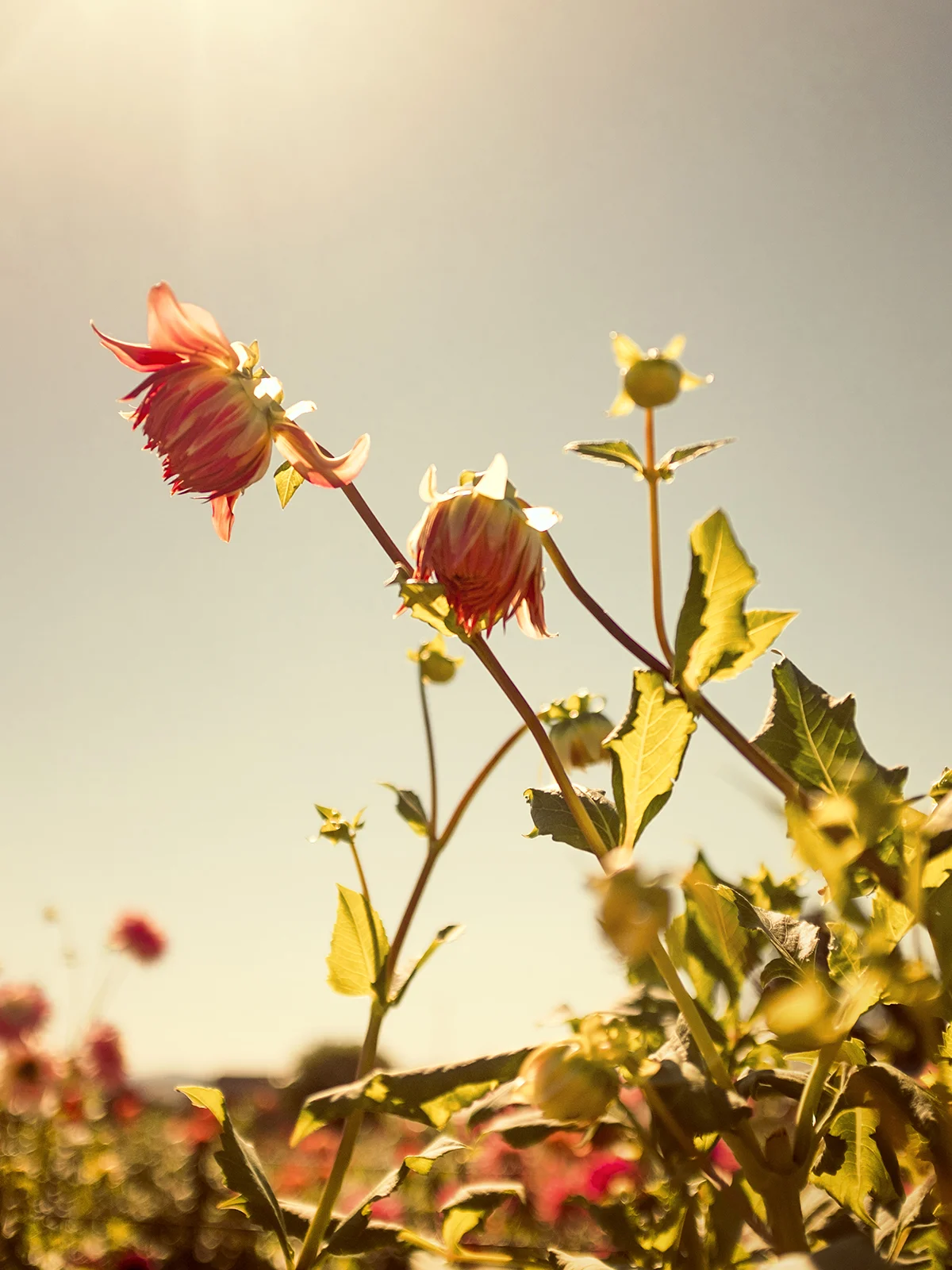 wilder-california-flora-dahlia-fine-art-photography-wall-art.jpg
