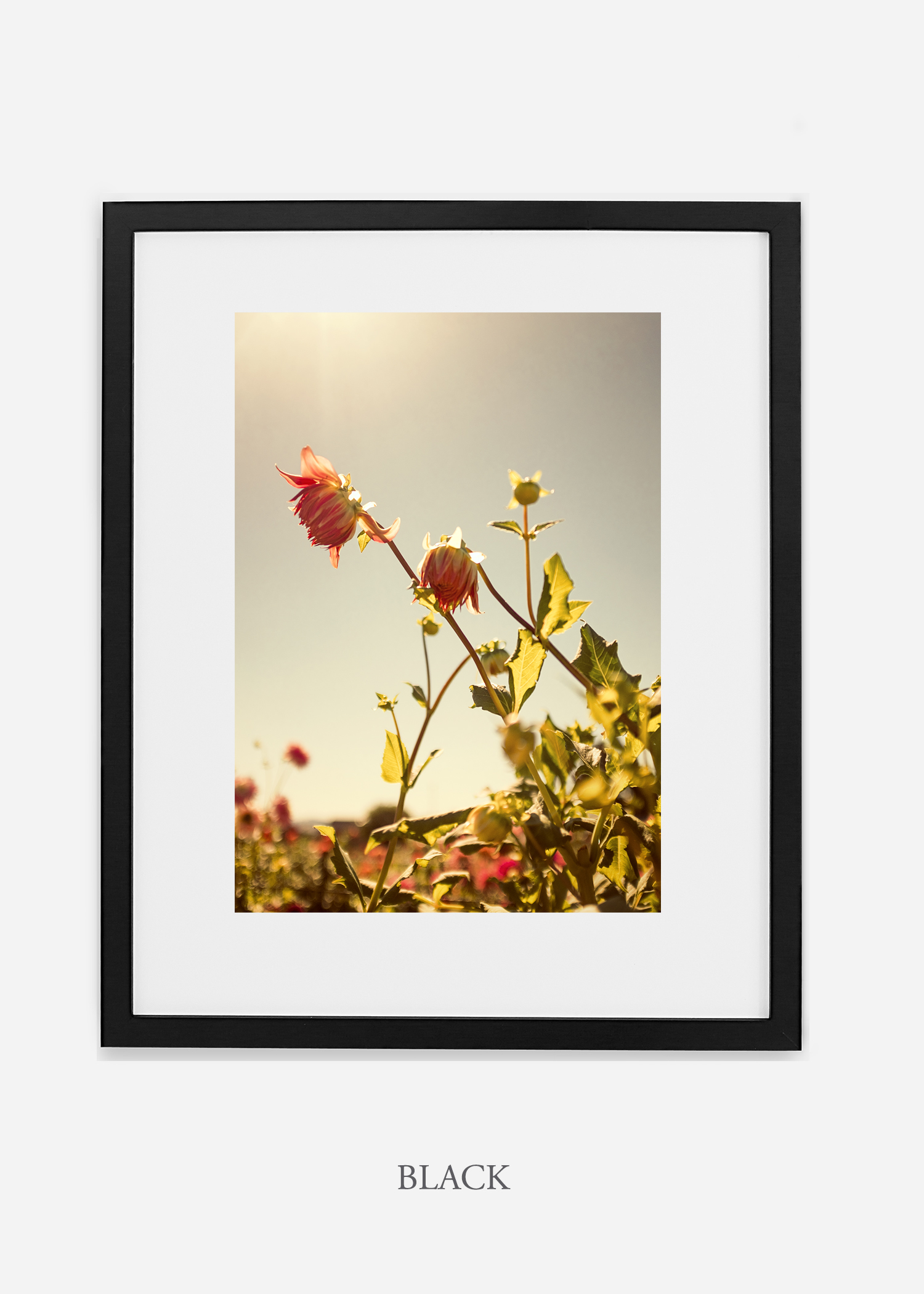 flora-no-10-black-mat-custom-frame-dahlia-print-floral-print-floral-art-wilder-california-botanical-prints-home-decor-design-prints-print-shop.jpg