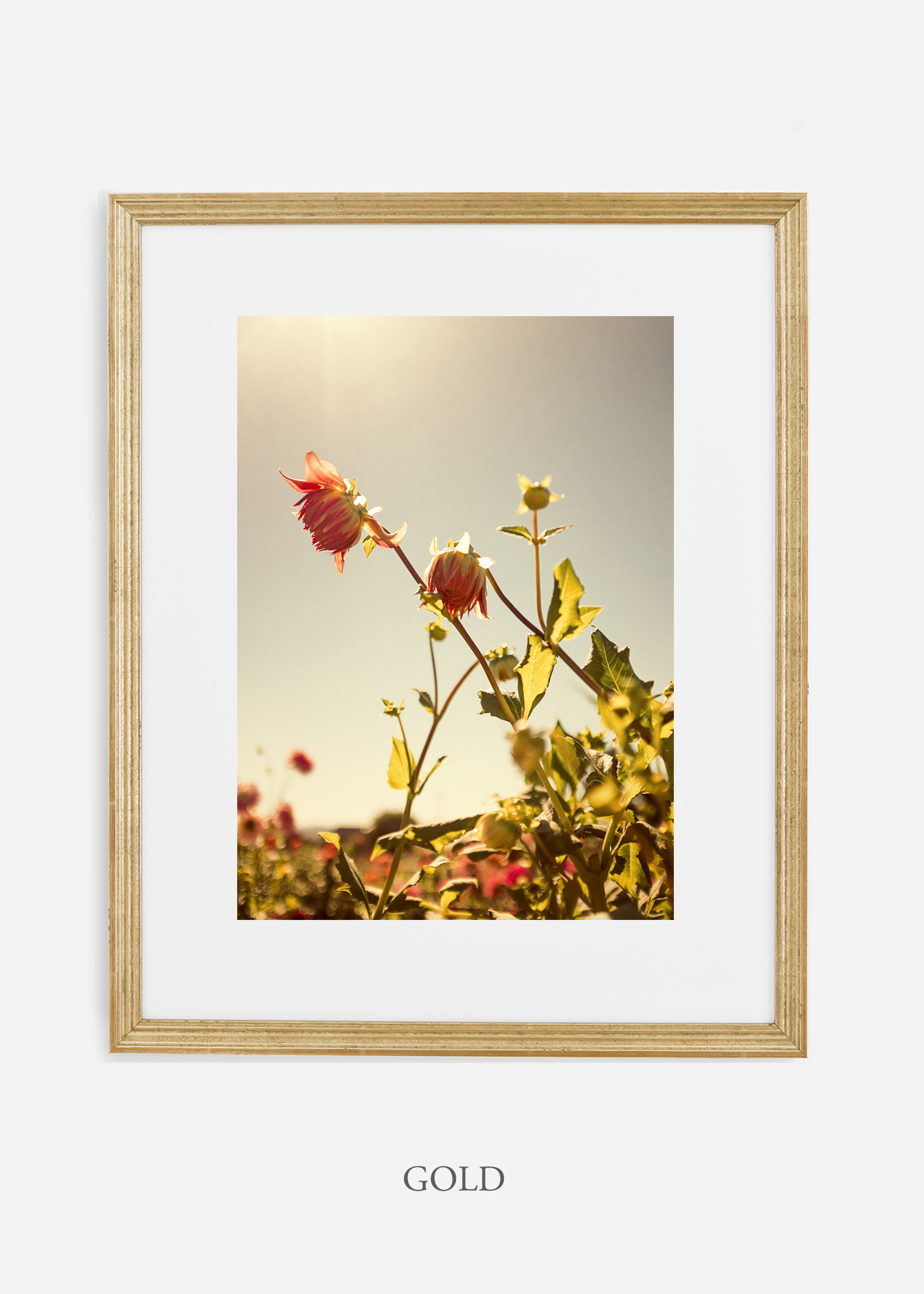 flora-no-10-gold-mat-custom-frame-dahlia-print-floral-print-floral-art-wilder-california-botanical-prints-home-decor-design-prints-print-shop.jpg