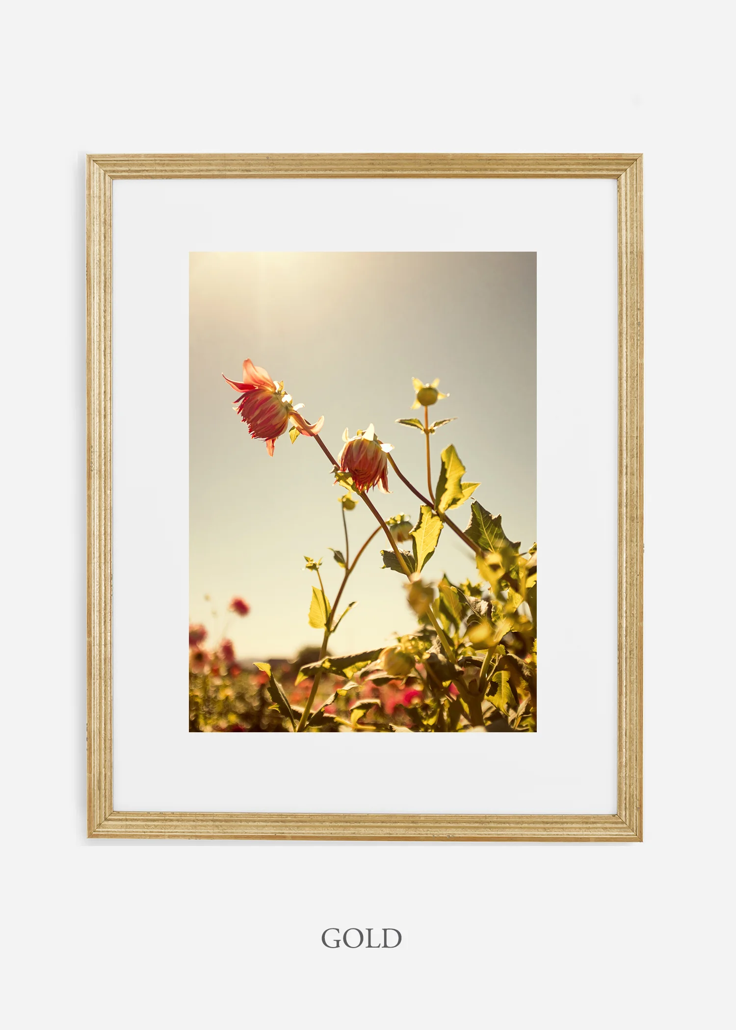 wilder-california-flora-dahlia-fine-art-photography-wall-art.jpg